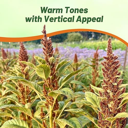 Miniatura 6 de Outsidepride 1000 semillas anuales amaranto galletas calientes semillas de flores de naranja para plantar