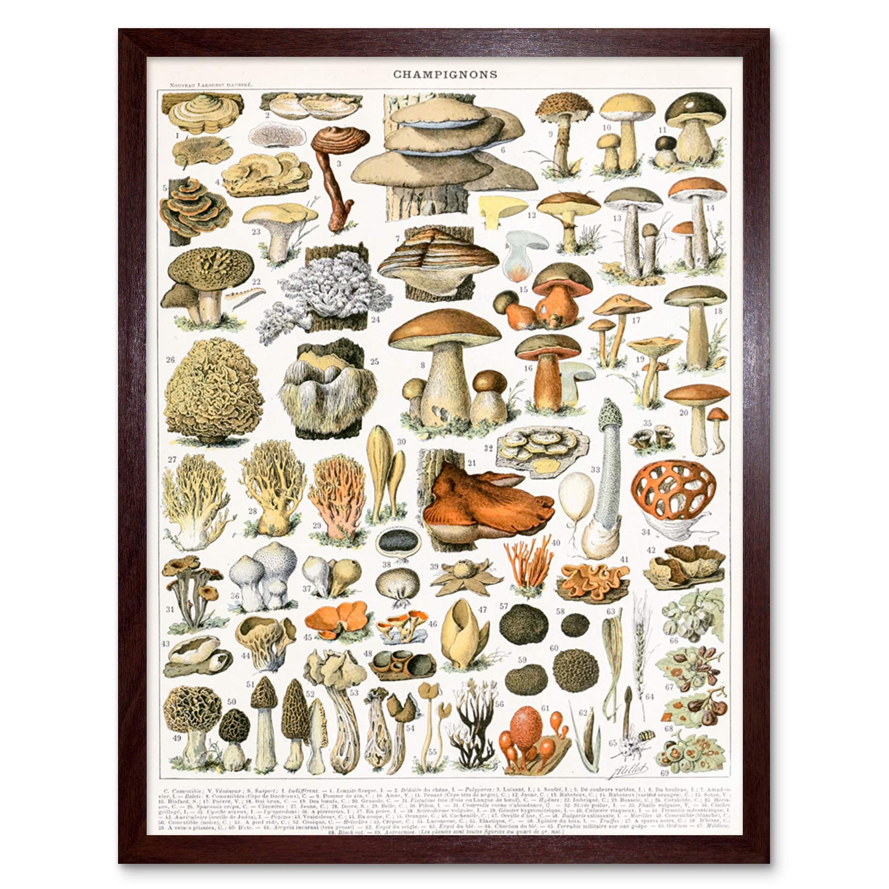 Artery8 Millot Encyclopedia Page Mushrooms Variety Art Print Framed Poster Wall Decor 12x16 inch