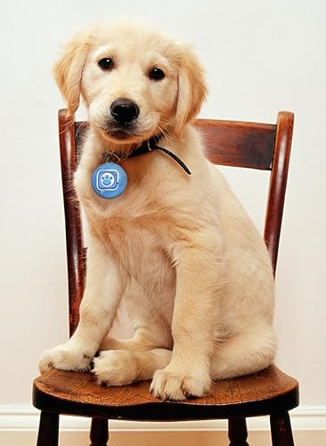 Miniatura 5 de Mattel Cachorro Tweets Azul