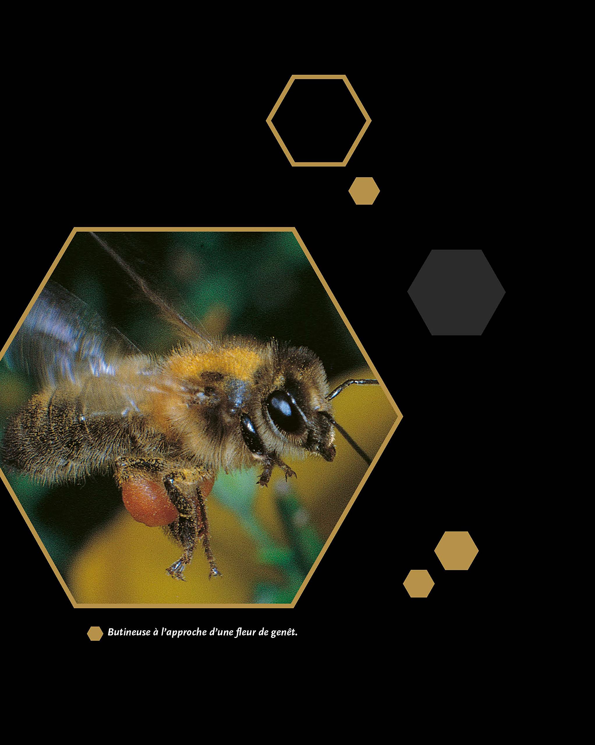 Le traité Rustica de l'apiculture version luxe