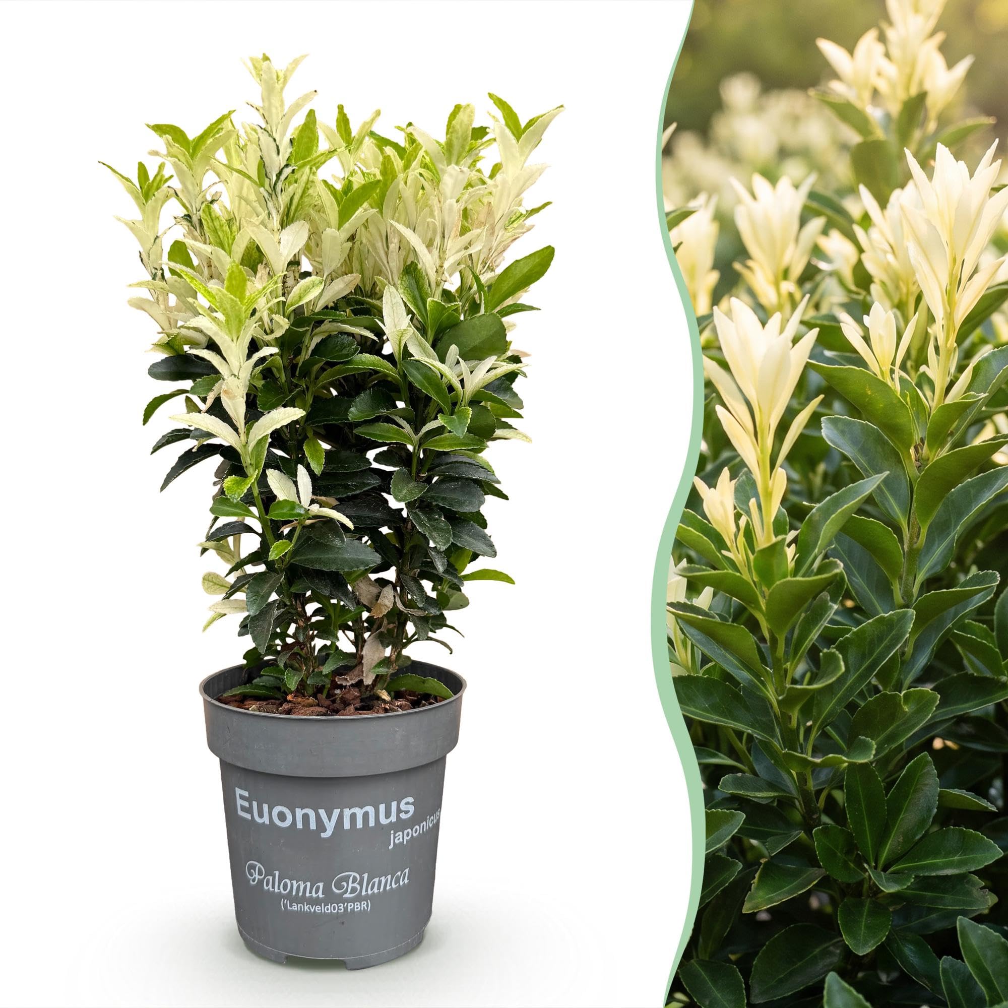 Evónimo Paloma Blanca para Setos, Jardín, Verde y Blanco, Pack de 40