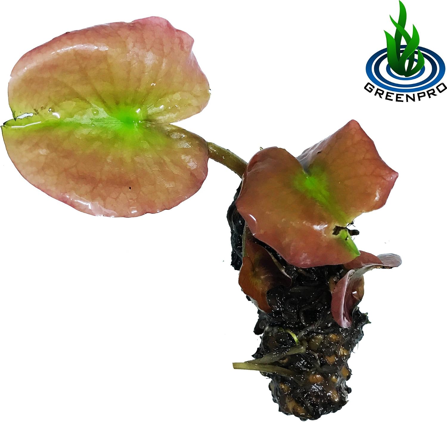 (Nymphaea Denver) Hardy Water Lily Tuber Live Water Plants for Pond Balcony Porch Decorations by Greenpro