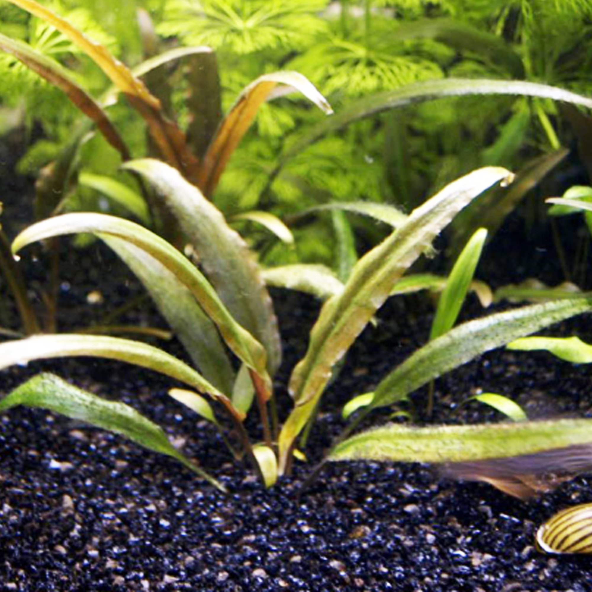 Crypt Aquarium Plant Crypt Wendtii Brown) Cryptocoryne Wendtii Stem Togo  Live Plants For Betta Fish Tank