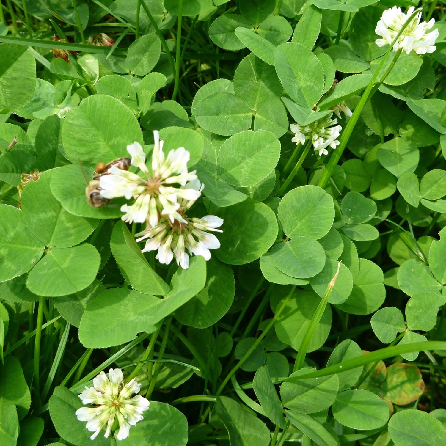 White Ladino Clover Seeds - 25 Lb Bulk ~19.2M Seeds - Farm & Garden Cover Crop - Non-GMO, Open Pollinated - Not Suitable As Lawn Clover