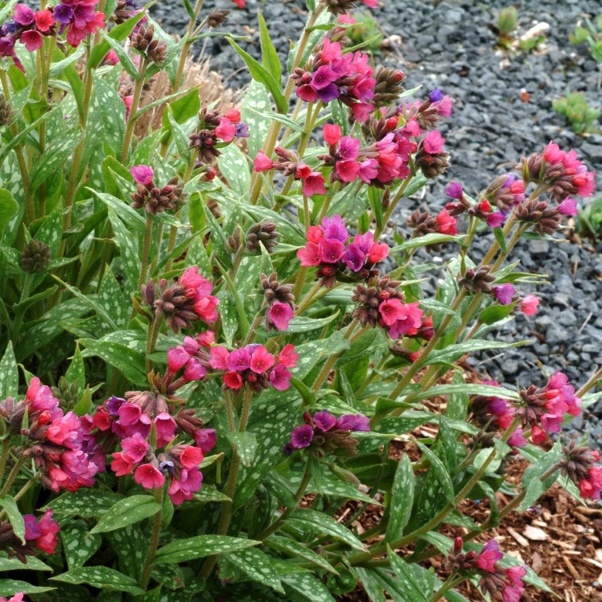 Plant Theory 9cm Pot Pulmonaria Raspberry Splash Lungwort Perennial