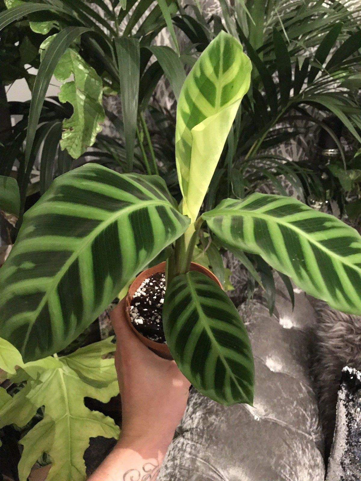 Portal Cool Calathea Zebrina Houseplants