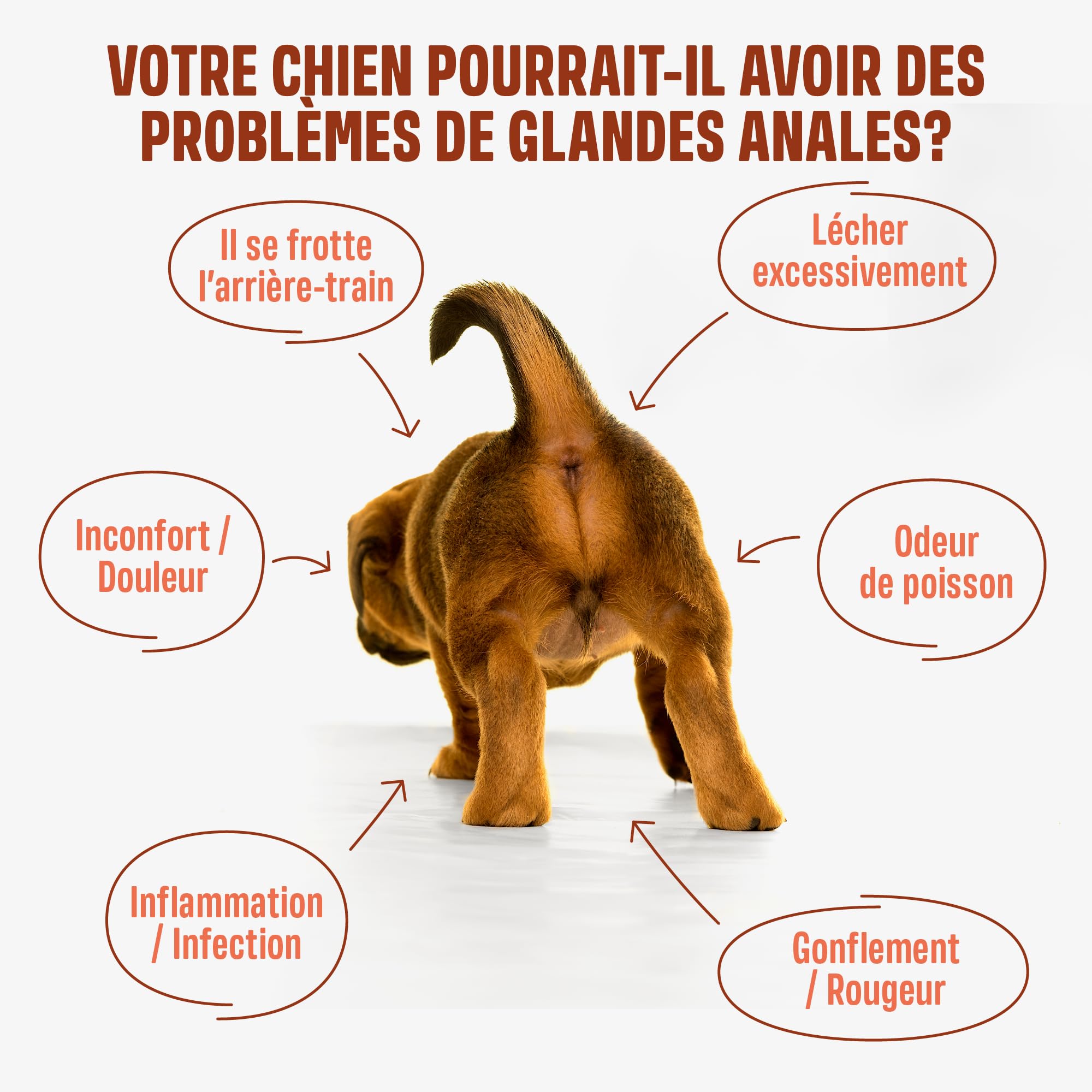 ivvi Anal Gland - 60 Snacks pour la Santé des Glandes Anales des Chiens | Contient Citrouille, Psyllium, Lin, Pissenlit, Ortie et Prébiotiques, à Base de Beurre de Cacahuète 270 g