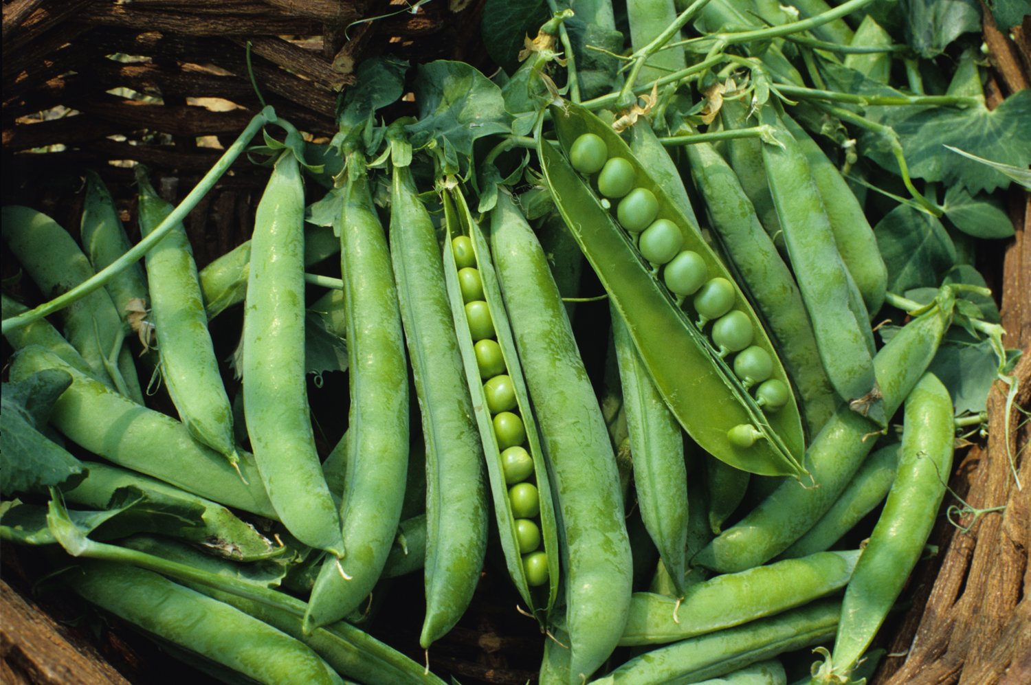 Pea Green Arrow Great Heirloom Vegetable by Seed Kingdom Bulk 900 Seeds
