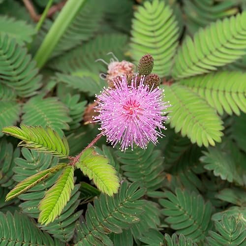 Miniatura 7 de Seed Needs paquete de 100semillas planta sensible Compact Growth Mimosa Pudica semillas no transgenéticas