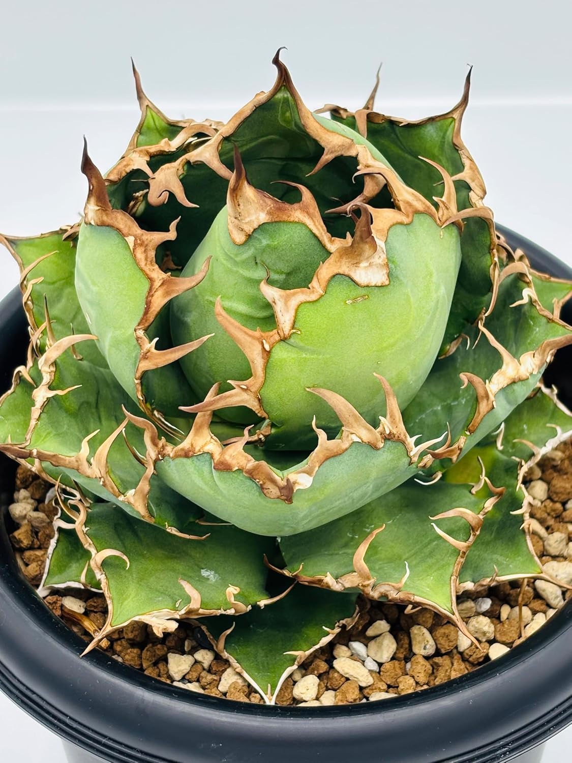 アガベ 多肉植物 チタノタ シーザー 凱撒 厳選優良血統狂刺美株 アガベ