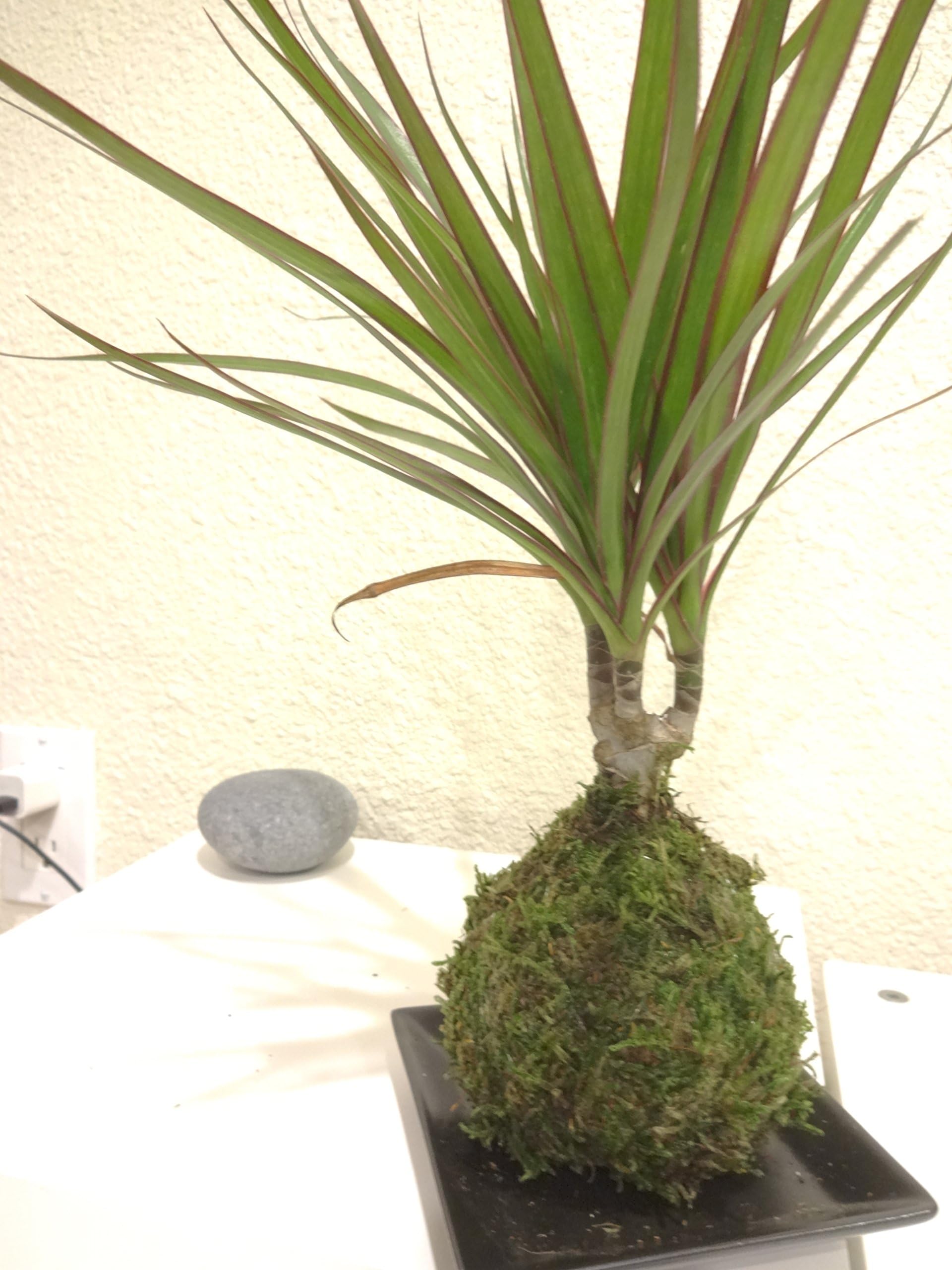 Dracaena Marginata Kokedama Moss Ball comes with black square saucer