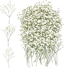 100 Stück Getrocknete Blumen Schleierkraut Getrocknet Trockenblumen Klein Baby's Breath Blumen Echte Natur Gepresste Blumen Weiß Schleierkraut für DIY Kerze Harz Schmuck Nagel Kunst Basteln