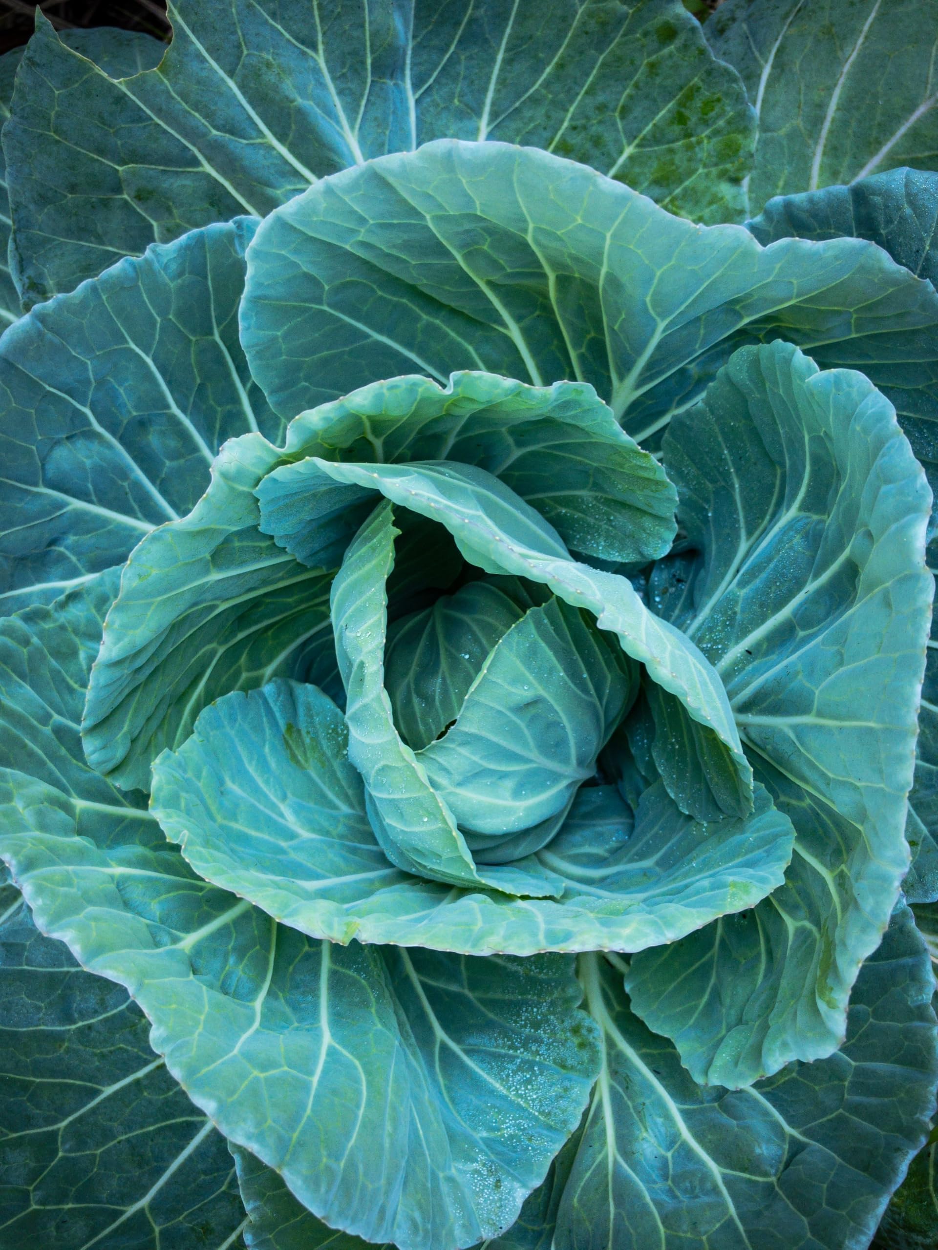 Tony's Organics Organic Pointed Cabbage Plug Plants, Pack of 6, No Pesticides, for Garden, Raised Beds, or Allotment