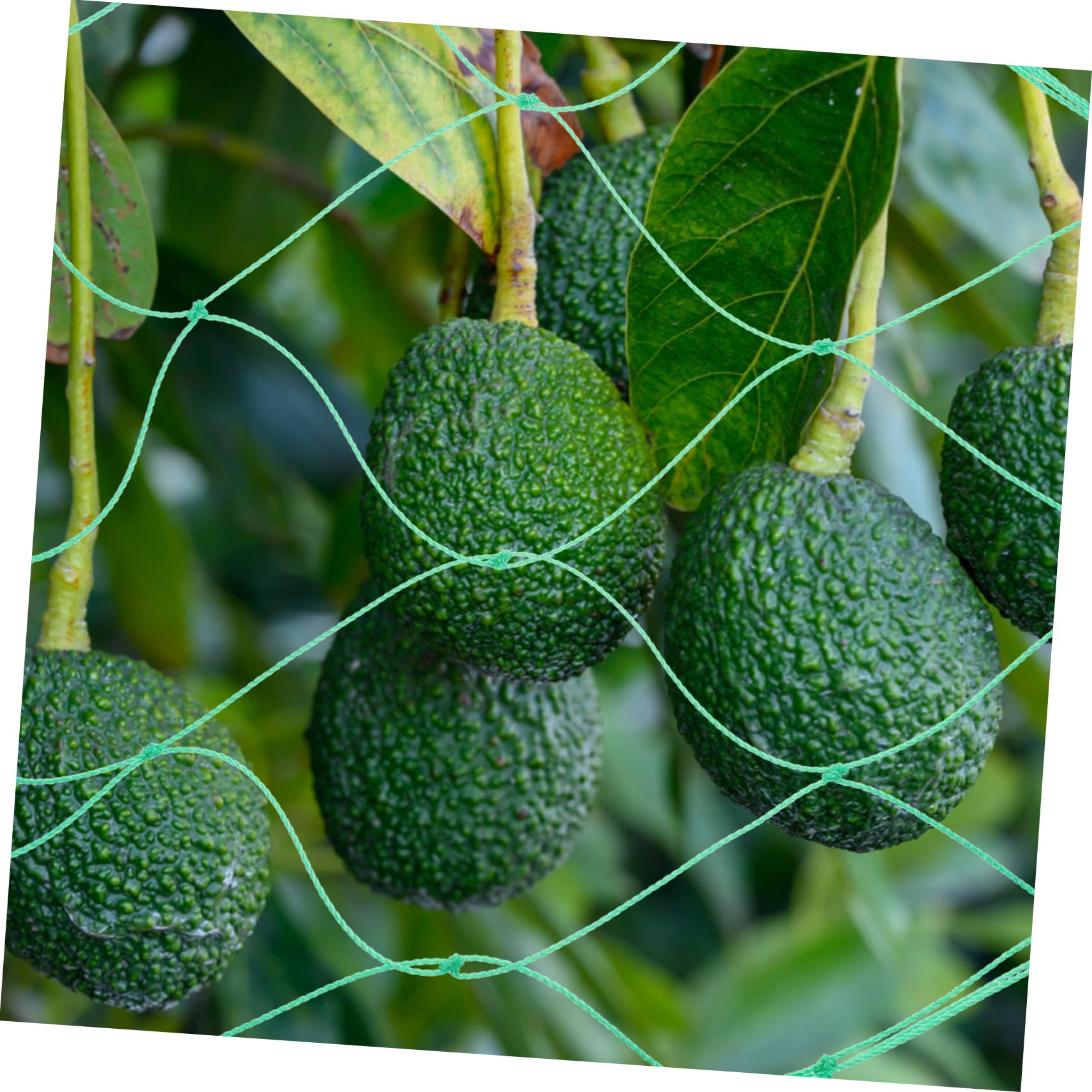 3 Stück Gartennetz aus Nylon für Obstpflanzen und Kletterpflanzen
