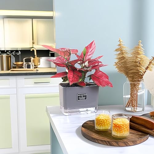 Miniatura 3 de Macetas de autorriego para plantas de exterior, paquete de 4, adecuadas para plantas y flores de jardín de interior y exterior, caja de maceta