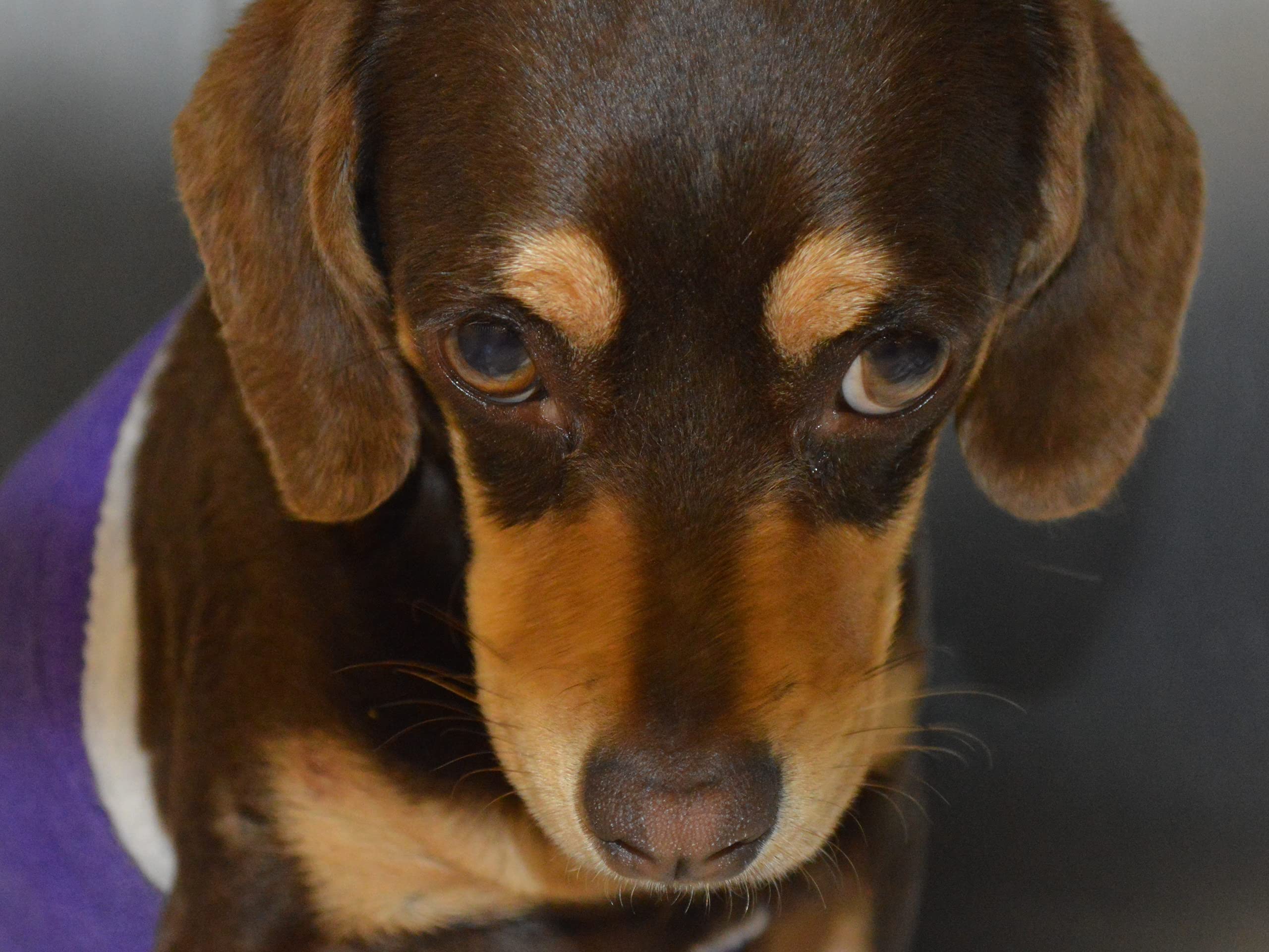 Watch Animal Cops Houston Season 9 Prime Video