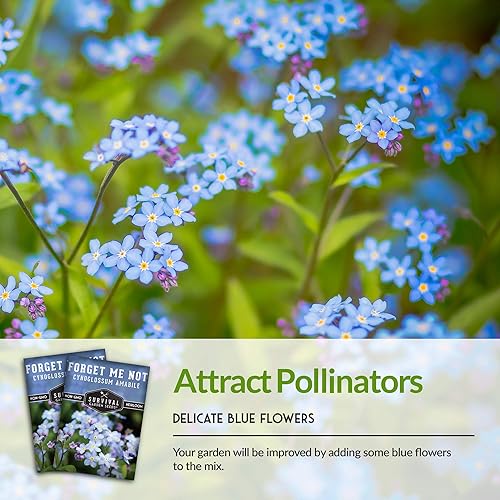 Miniatura 4 de Survival Garden Seeds - Semilla Forget Me Not para plantar - 5 paquetes con instrucciones para plantar y cultivar pequeñas flores azules en tu hogar