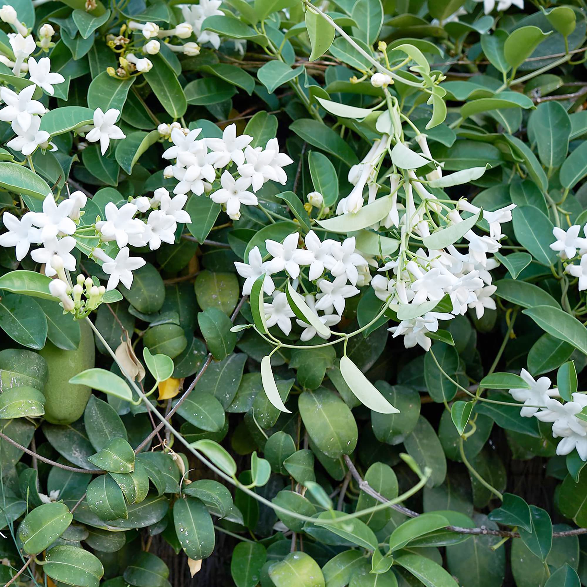 Arabian Jasmine Jasminum Sambac Flower Plant Seeds | Philippines