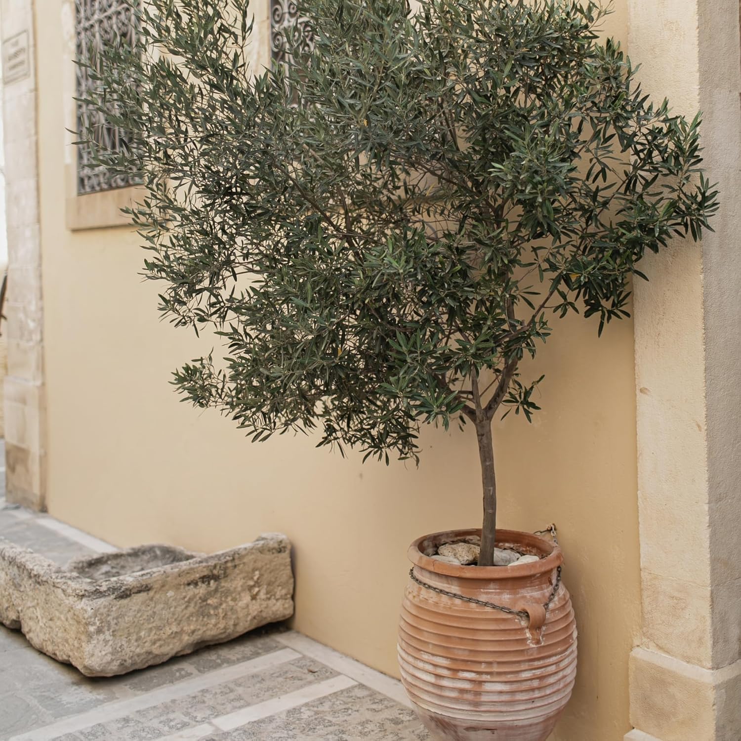 Happy Plants Olea Europaea Olivenbaum I 75 cm x ⌀17 cm, Oliven Baum Winterhart klein Pflanze Zimmerpflanze Balkonpflanzen Bonsai, Olive Tree Mediterran, frisch aus unserer Gärtnerei (mit Topf)