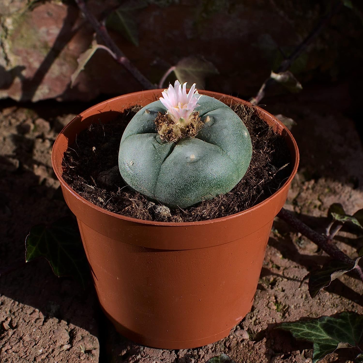 Lophophora williamsii, peyote 4,5cm