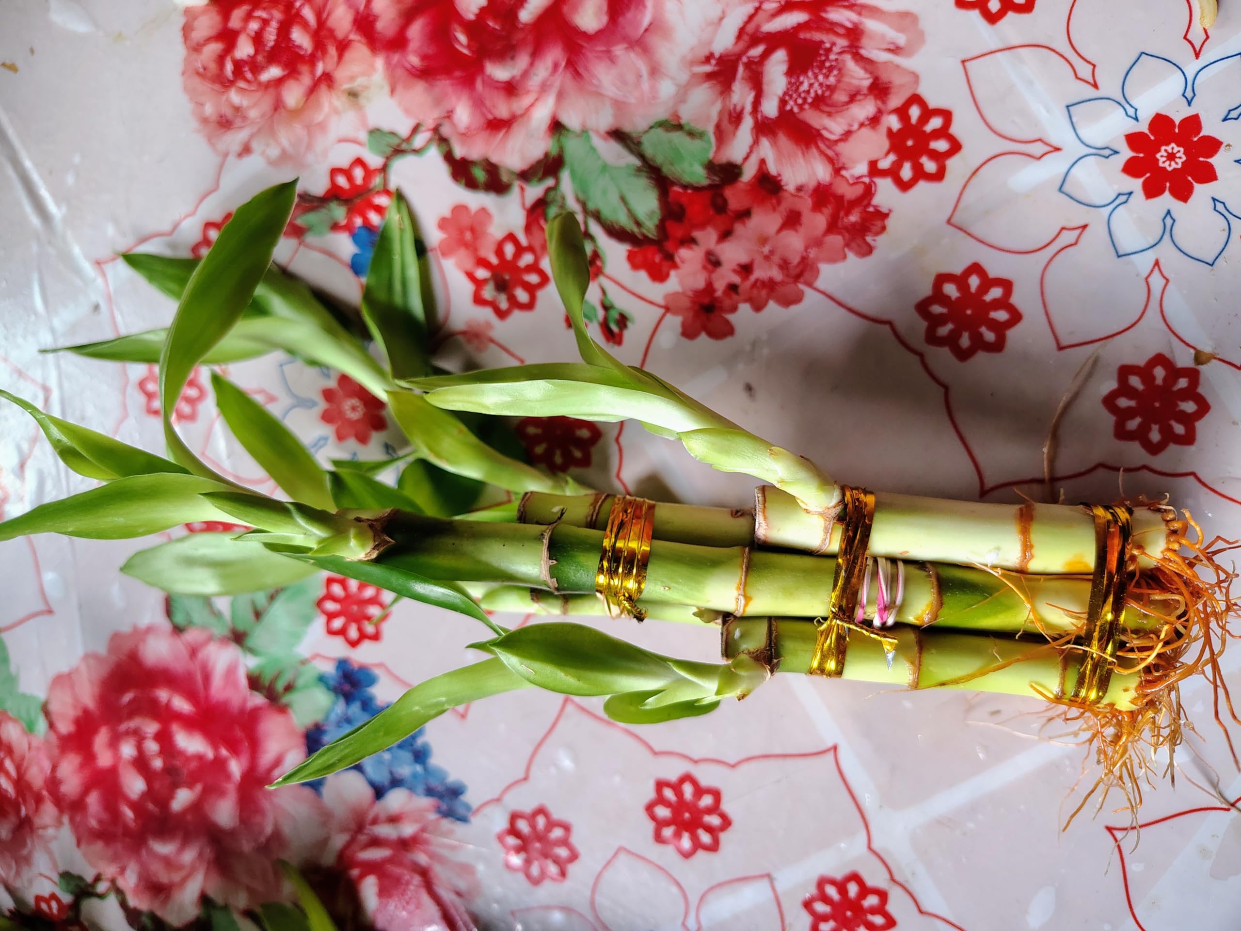 See full amazon price history chart for Lucky Bamboo Spiral Live Plants For Living Room, Table, Desk, Home And Office Decor | Feng Shui Plant | Elegant Gifts For Men & Women (5 Lucky Bamboo stick) Lucky Bamboo Spiral Live Plants For Living Room, Table, Desk, Home And Office Decor | Feng Shui Plant | Elegant Gifts For Men & Women (5 Lucky Bamboo stick) (B0D2W9V8WN) Amazon Price History, Amazon Price Tracker