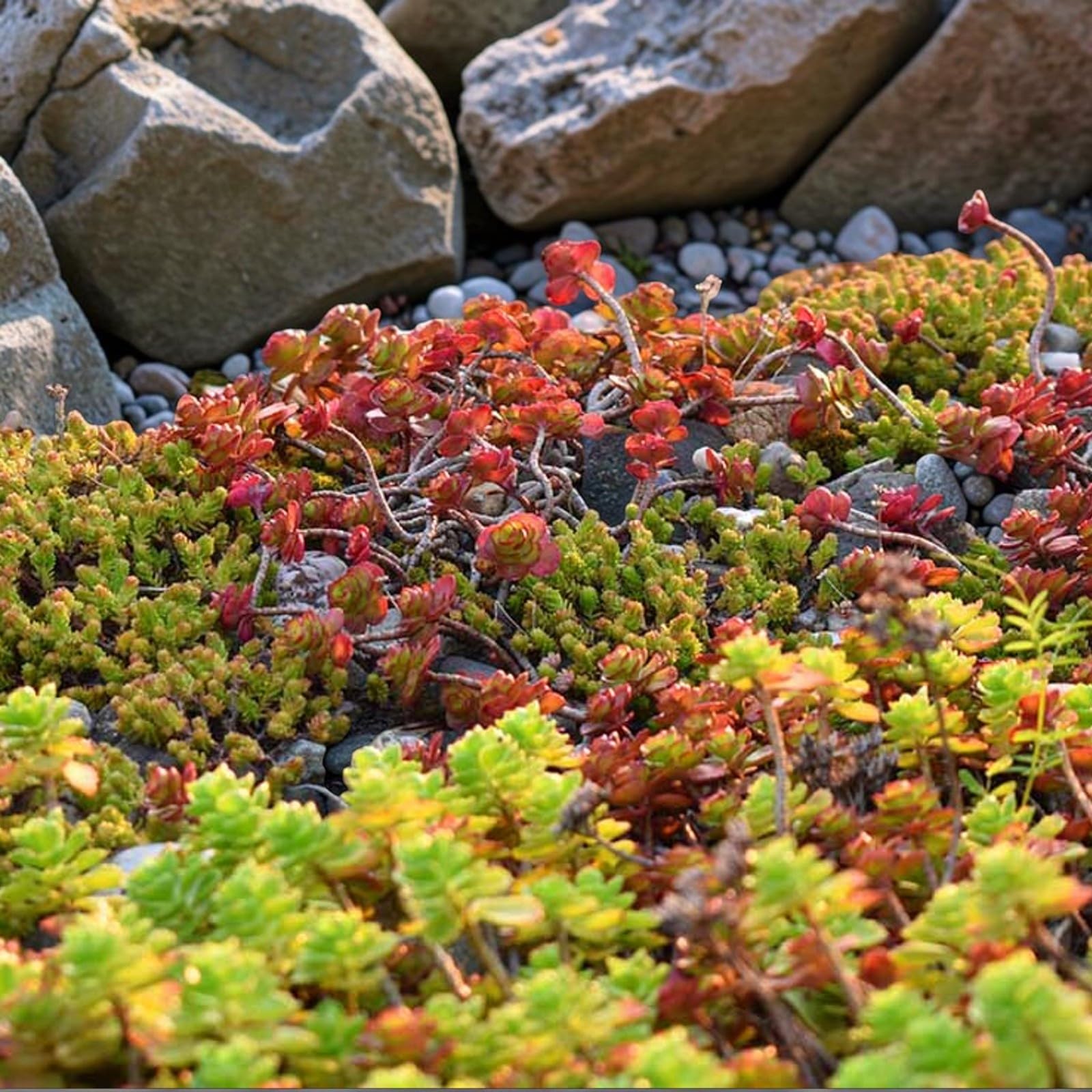 Sedum 'Stonecrop' Plant Mix - 9cm Pots - Ready to Plant - Summer to Autumn Flowering - Deciduous Perennials (4 Plants)