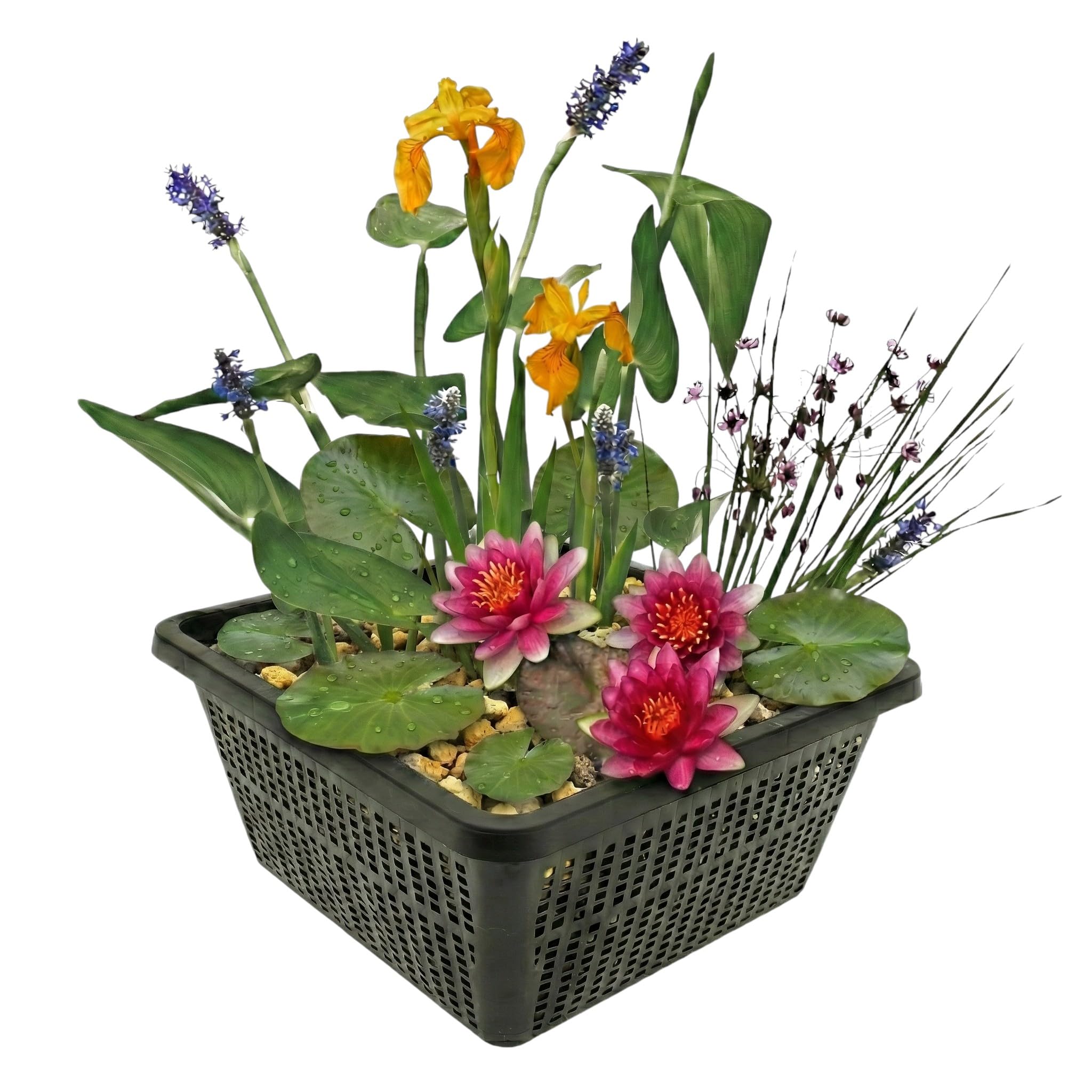 vdvelde․com - Mini bassin rouge, nénuphar nain et 4 plantes aquatiques | Kit complet avec panier, substrat et engrais, floraison mai à septembre, immersion 10 à 20 cm