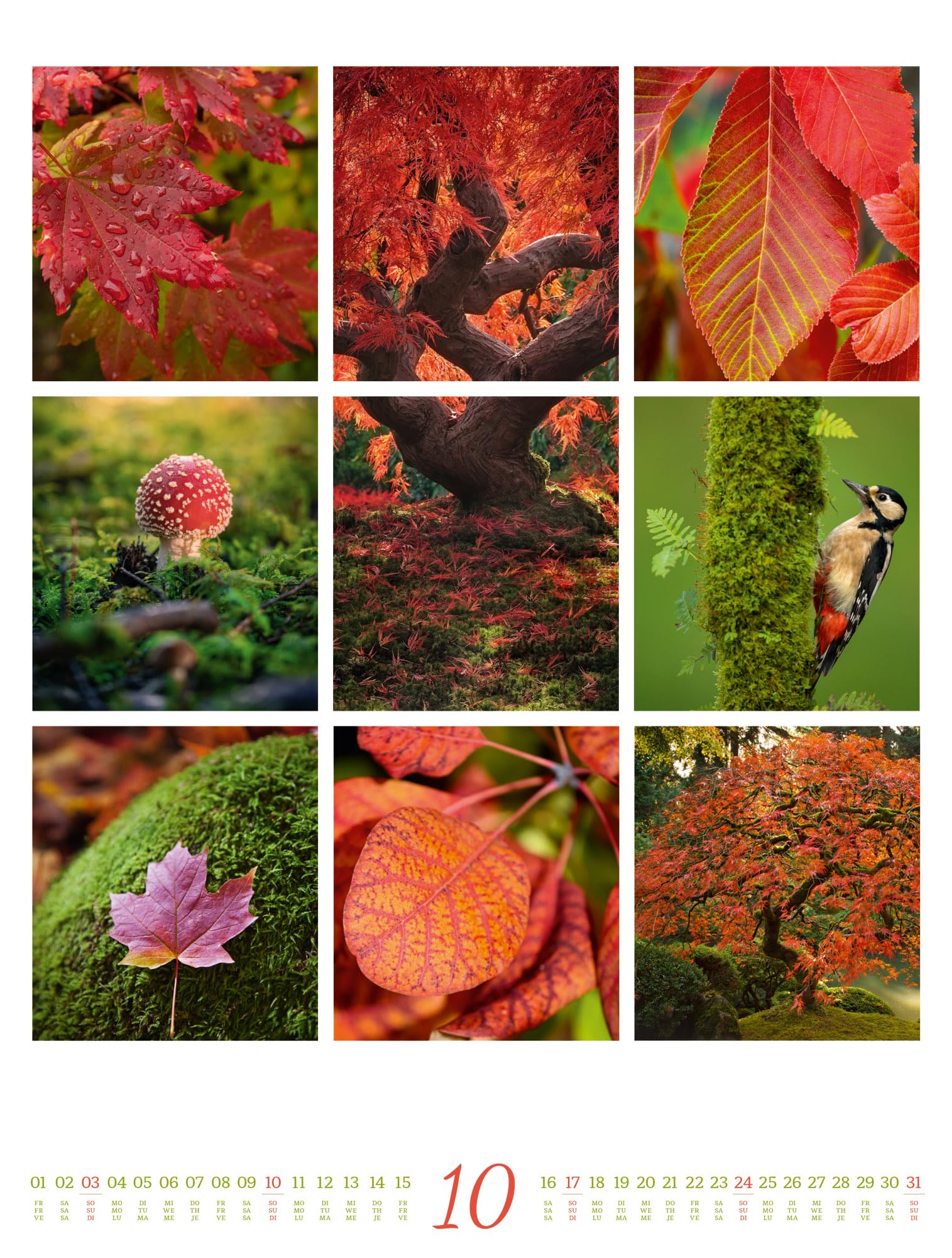 Inspiration Natur Kalender 2027: Vielfältiger Natur-Kalender im großen Hochformat (50x66 cm) | Mehrteilige Bildmosaike im Triplet-Stil