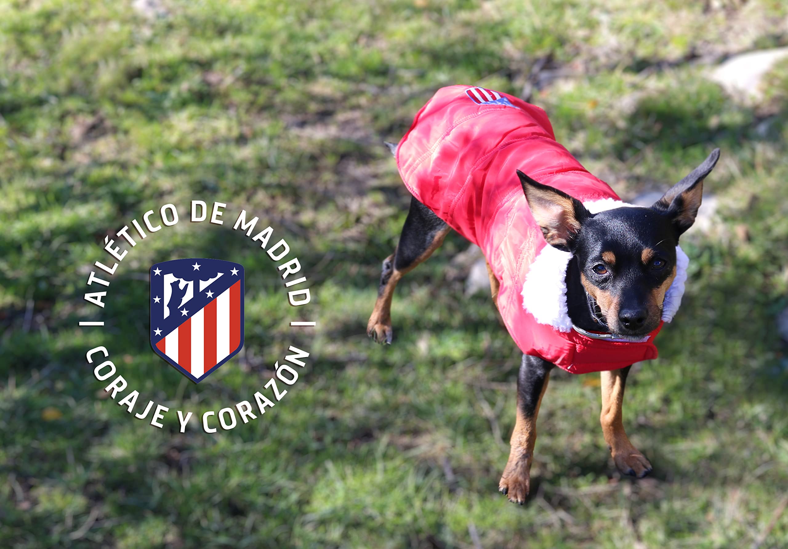 Barcelona Dog Jersey FC Barcelona – T-Shirt For Dogs Or Cats, Size