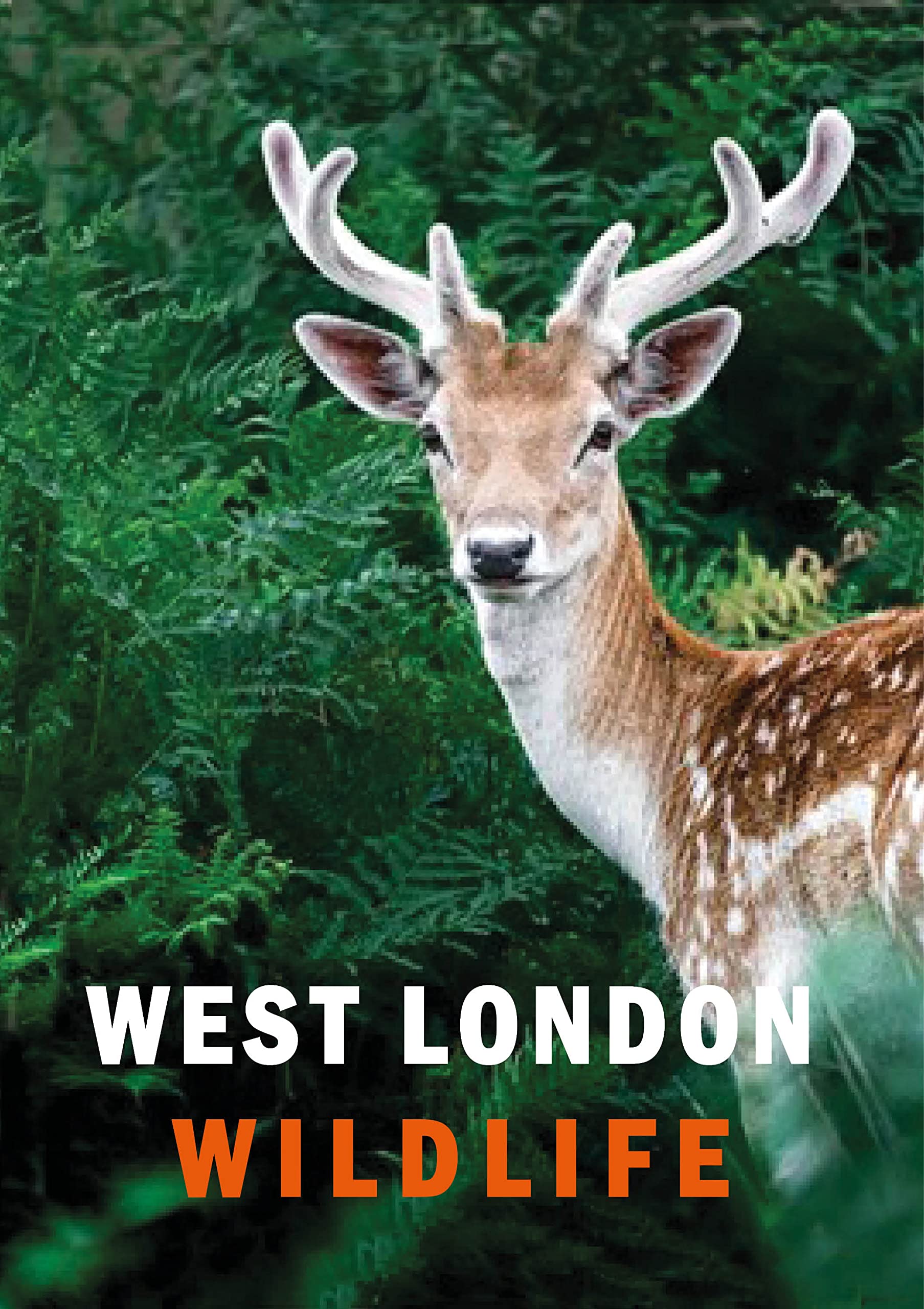 West London Wildlife by Susanne Masters and Ian Alexander (2022, Hardcover)