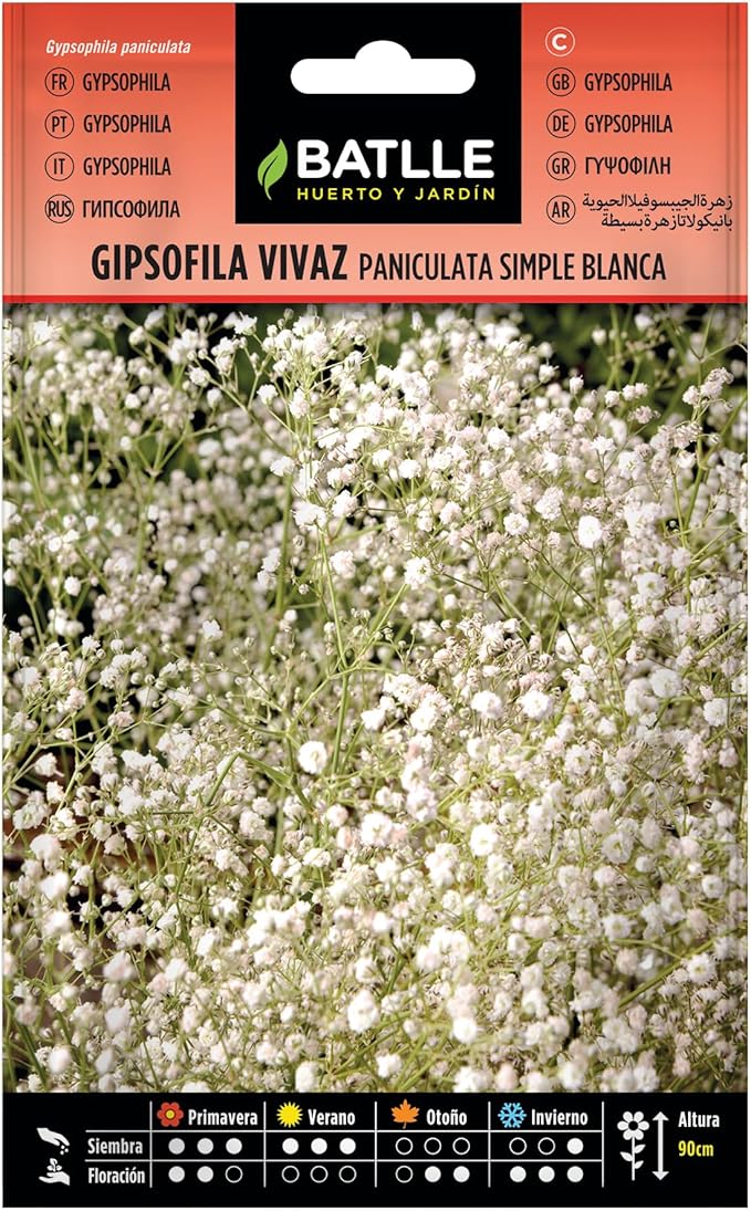 Semillas de Gypsophila paniculata Batlle para cultivo vivaz