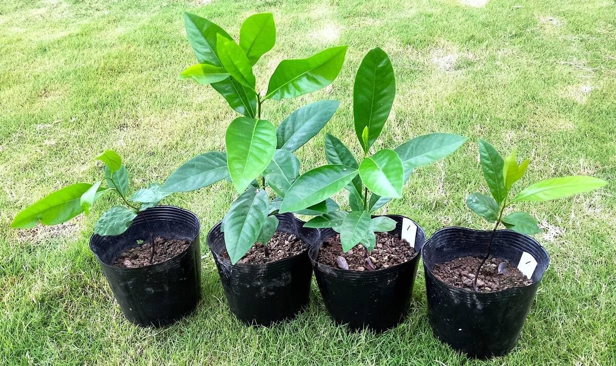 越冬植物等 44鉢一括譲渡 越冬植物等 44鉢一括譲渡 観葉植物の冬越し｜冷害を防ぐ