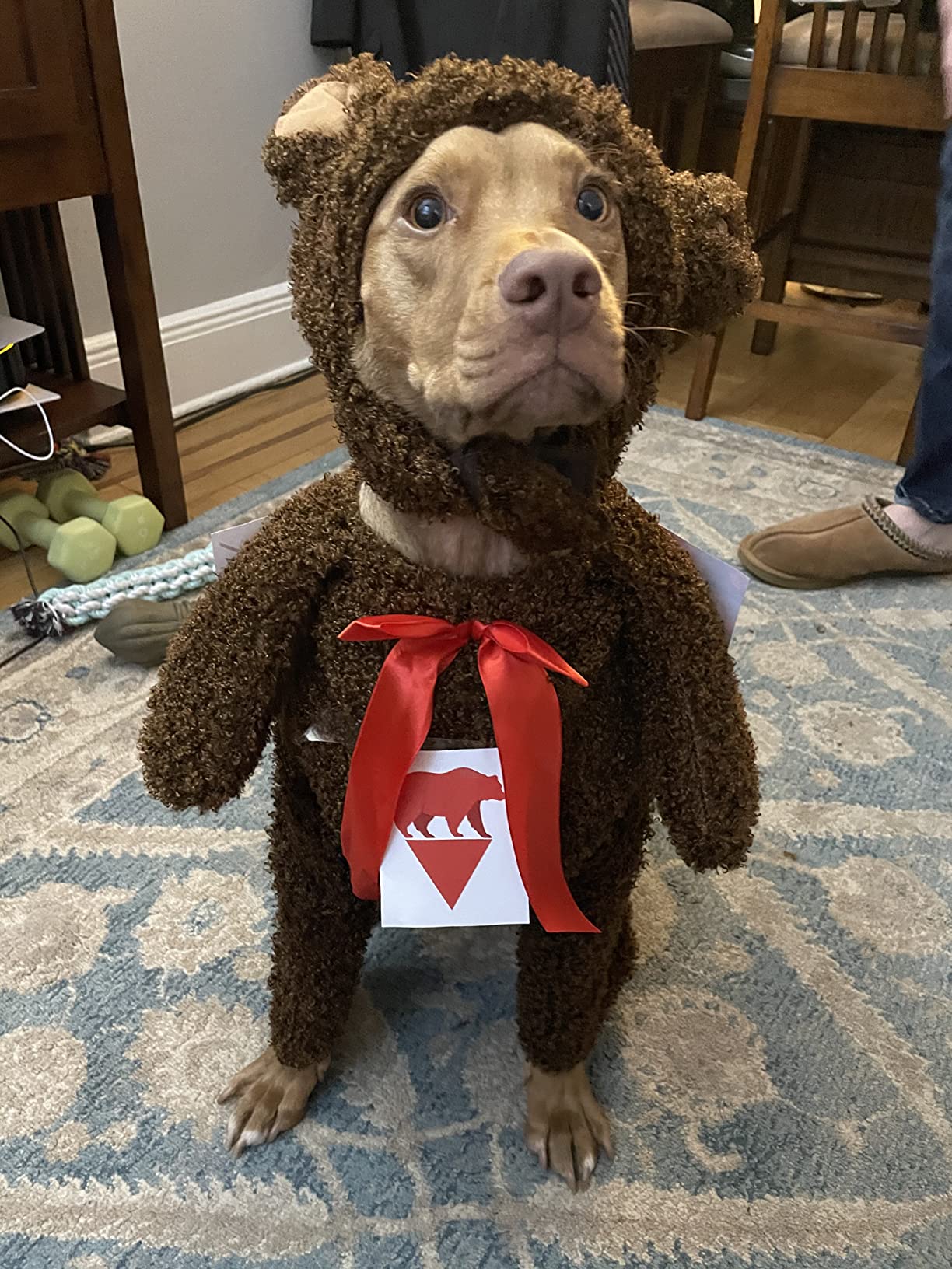 8-mo-finance-teddy-bear-pet-costume-buy-now-pay-later