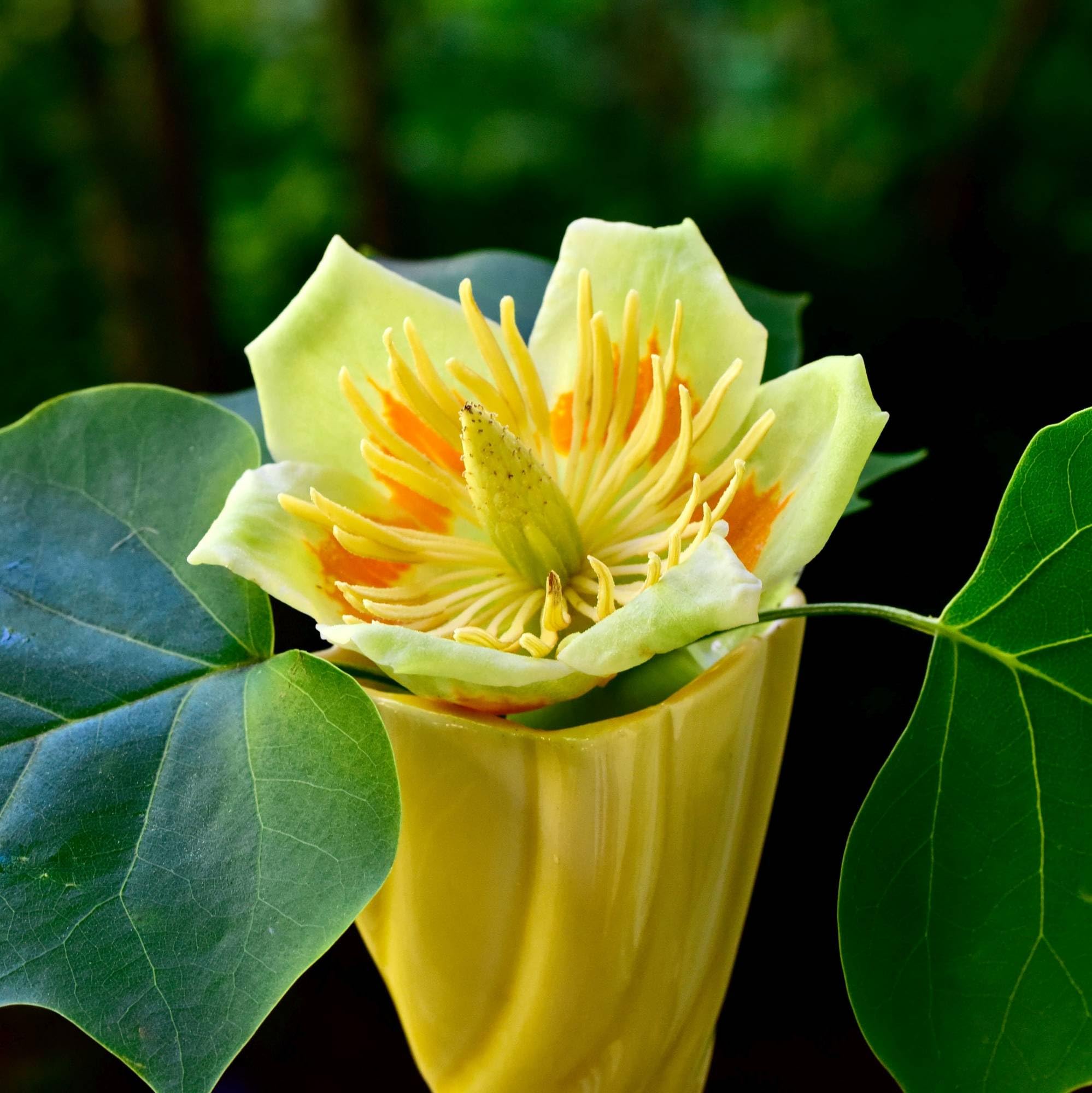 Vivai le Georgiche - Pianta vera di Liriodendron tulipifera - altezza alla vendita 80-100 cm