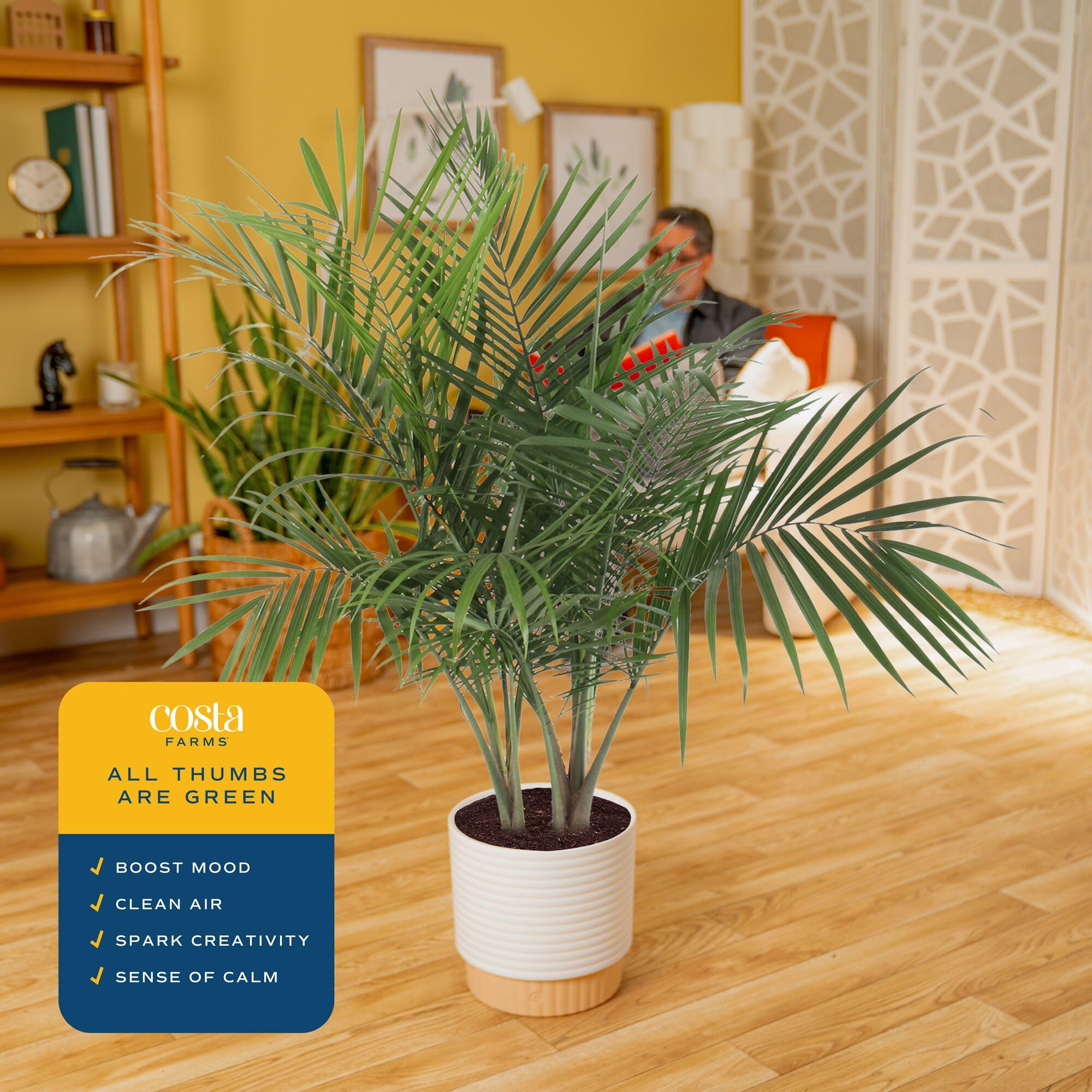 Amazon.com: Costa Farms Live Majesty Palm Indoor Plant, Real 3-4