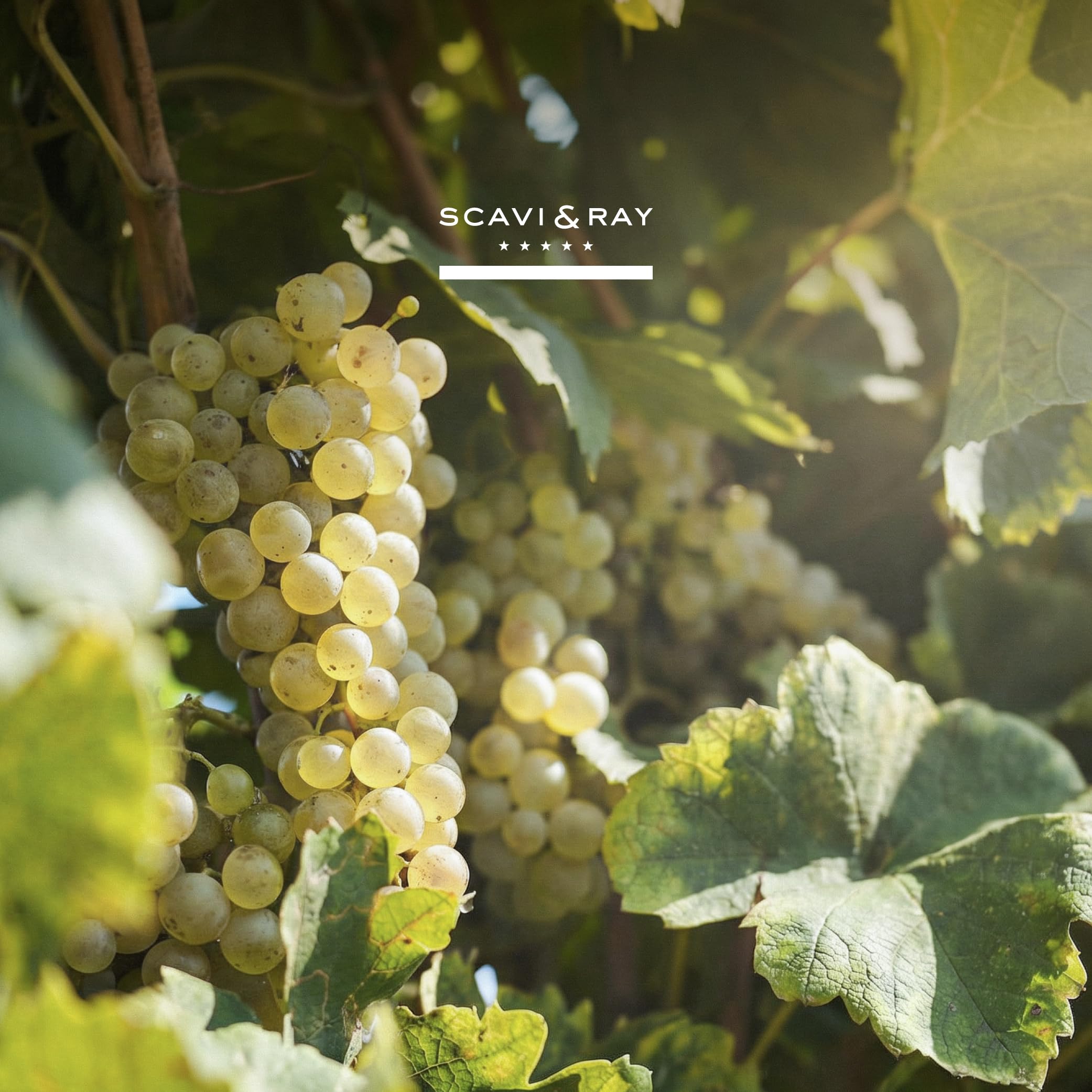 SCAVI & RAY Lugana DOC Weißwein 6 x 0,75l, trocken, erfrischend- blumiger Weißwein aus Italien, 13% Vol. Alkohol – Perfekt für die italienische Küche und Genießer
