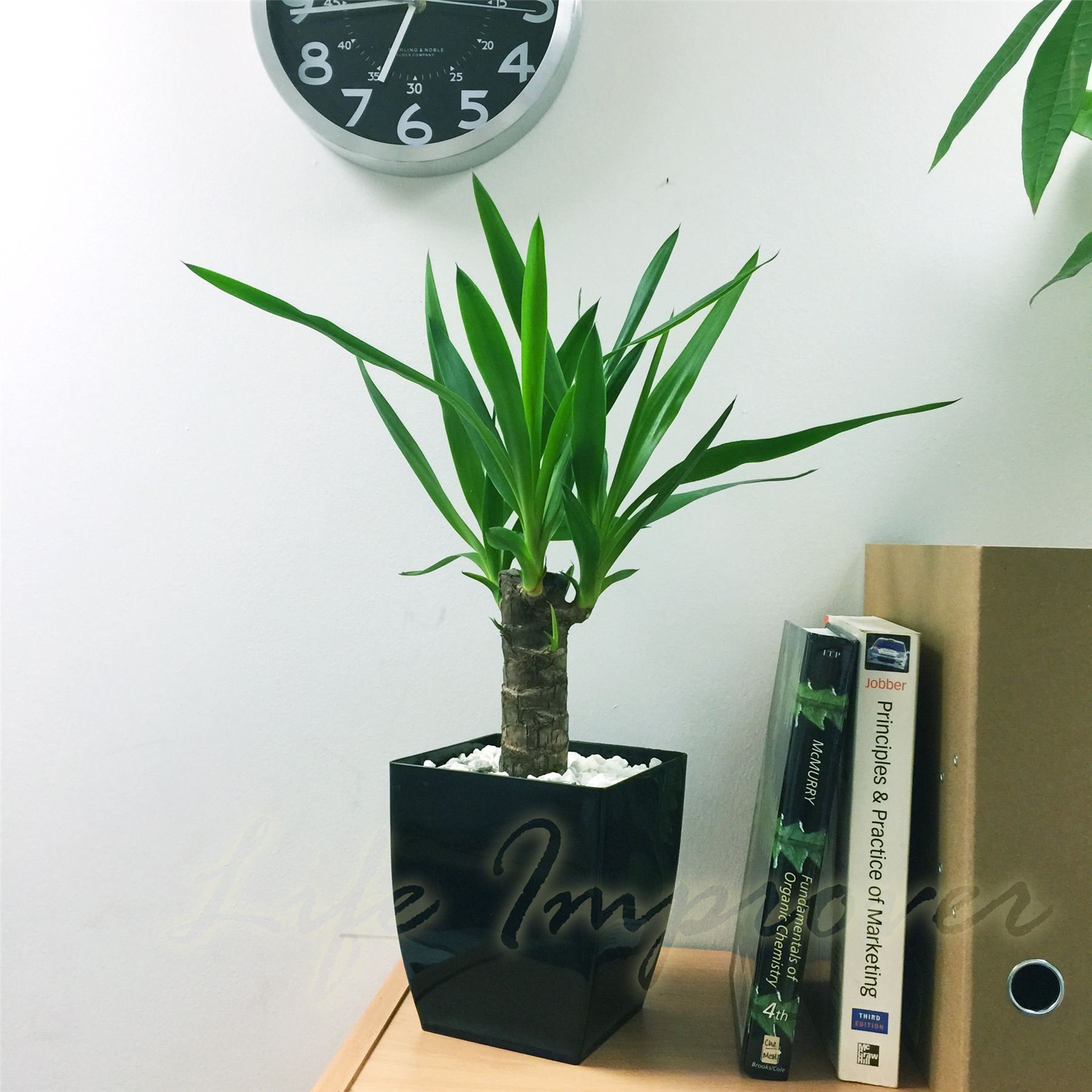 1 pianta da pavimento sempreverde Yucca Elephantipes pianta d'appartamento – Albero decorativo in vaso per interni