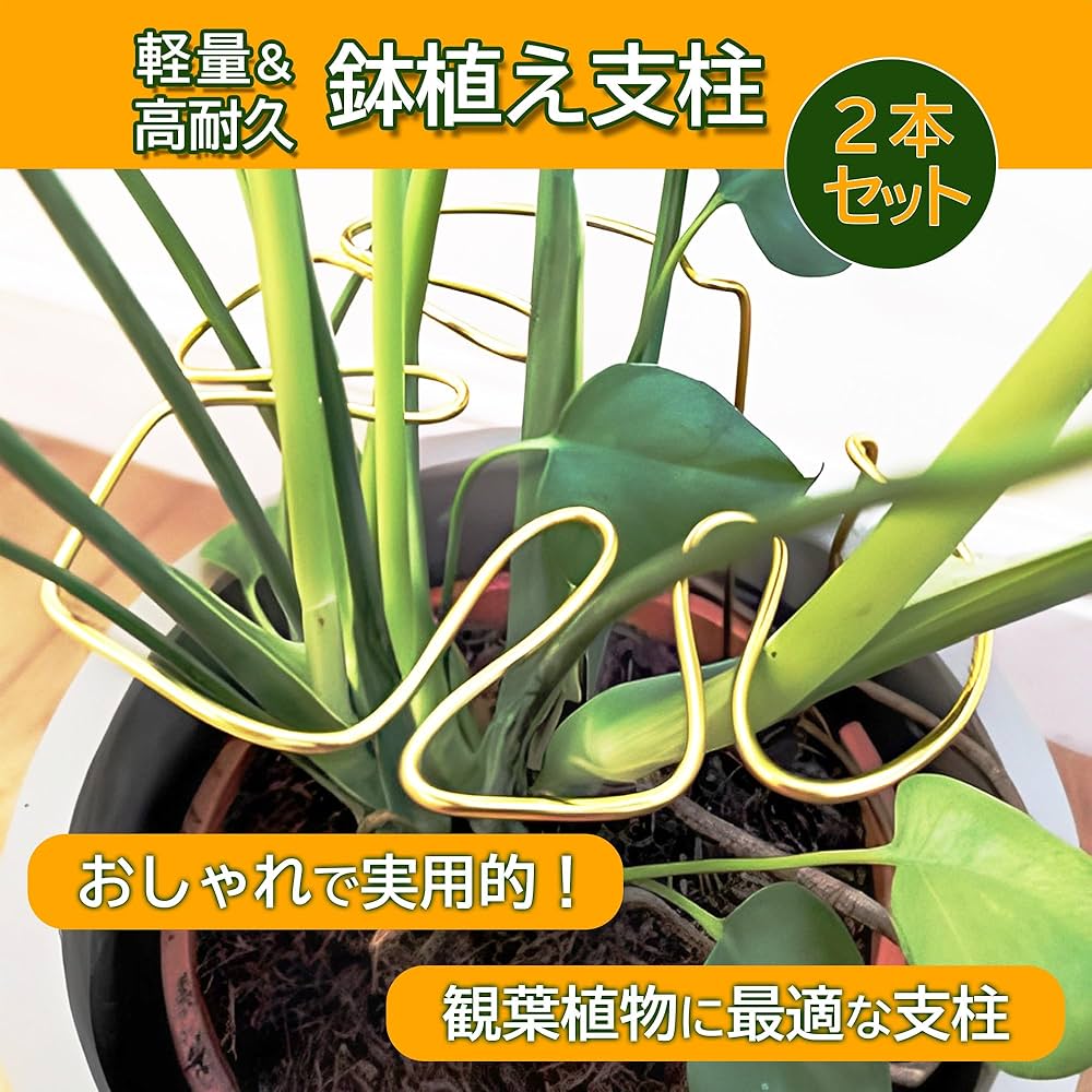 ムー　同時梱包割引 モンステラ30 斑入　マスターピース ムー様専用 同時梱包割引 モンステラ30 斑入 マスターピース