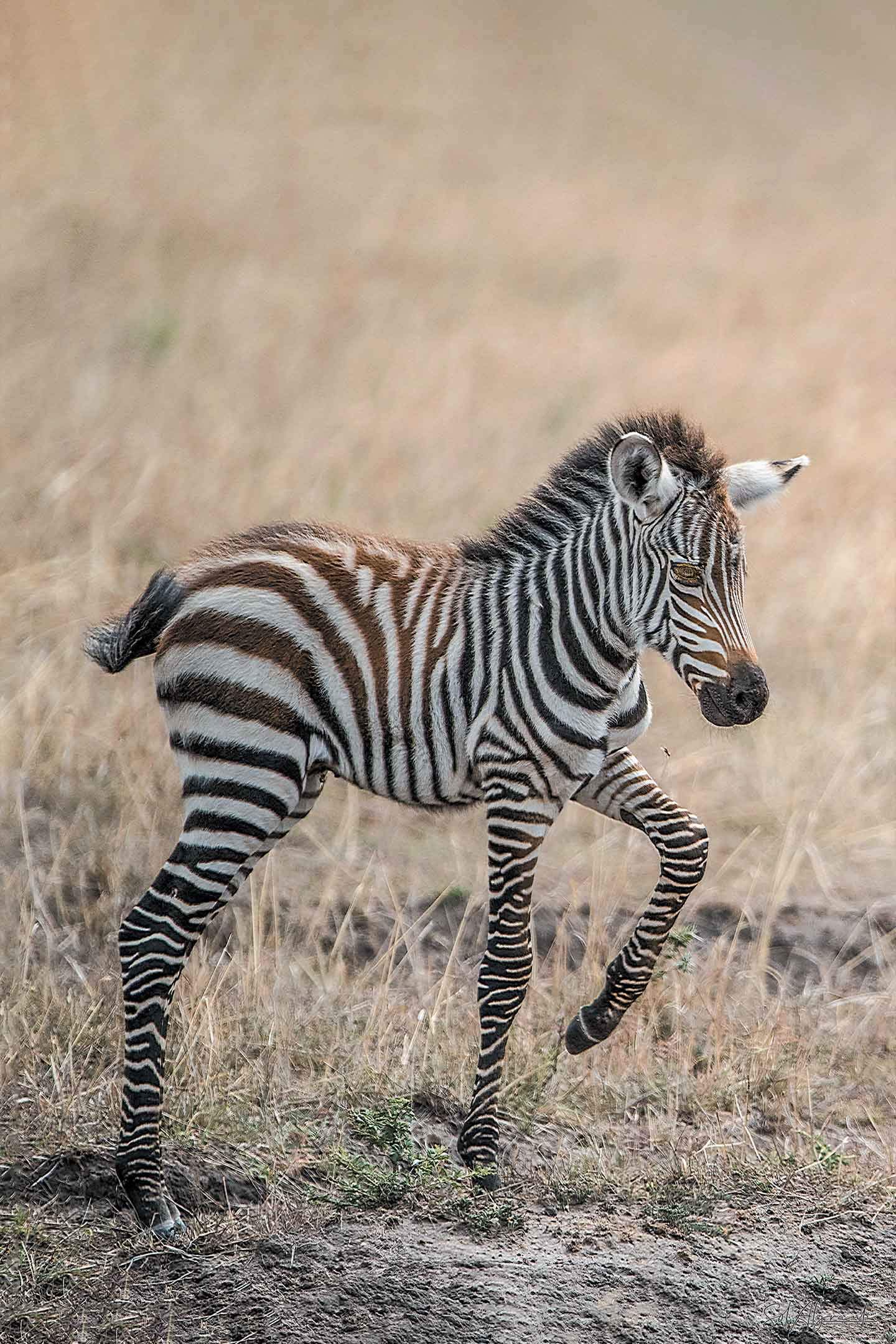 AlgreenProfessional Photography on Gallery Stretched Canvas-Baby Zebra Pying in the Wilderness (Color) by Sol Algranti-Wild Life Collection