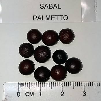 Amazon｜【観葉植物／種子】Sabal Palmettoパルメットヤシ／キューバ