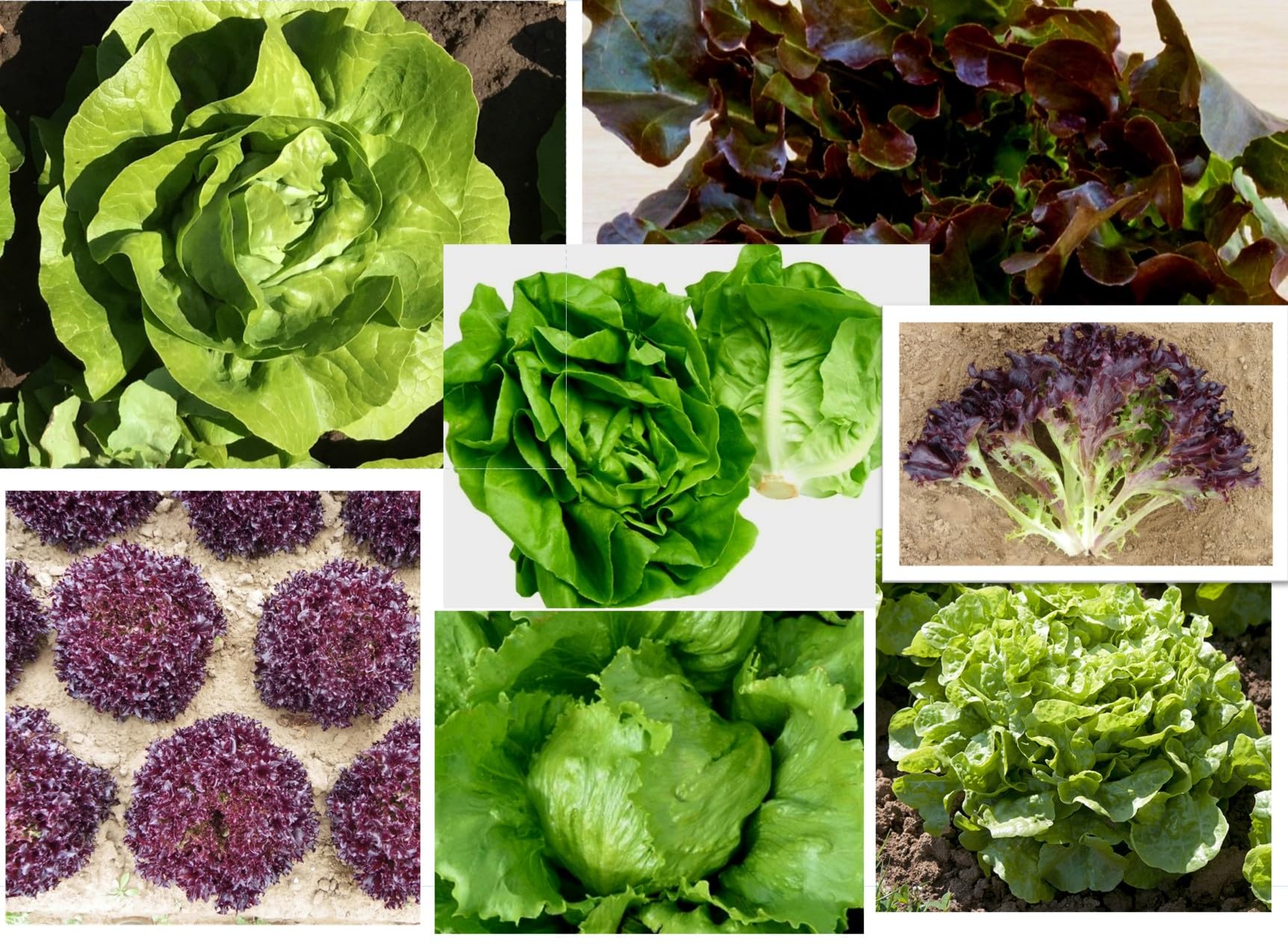 Mixed Pack Lettuce Plug Plants Grow Your Own Salad 'Ready to Plant Now' Young Vegetable (4 Plug Plants)