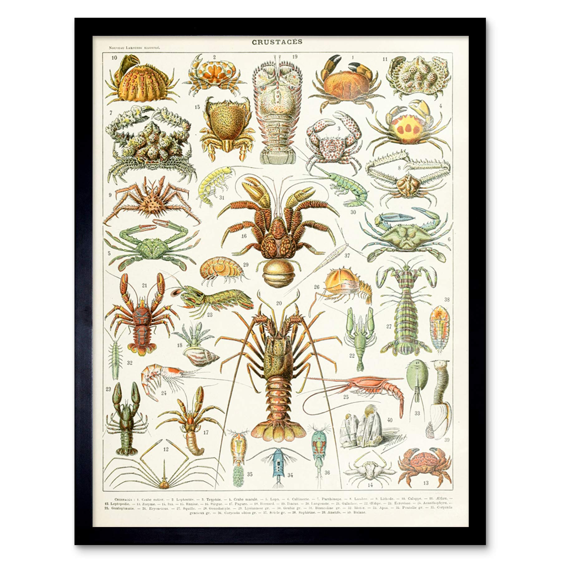 Artery8 Millot Encyclopedia Page Crustaceans Lobster Art Print Framed Poster Wall Decor 12x16 inch