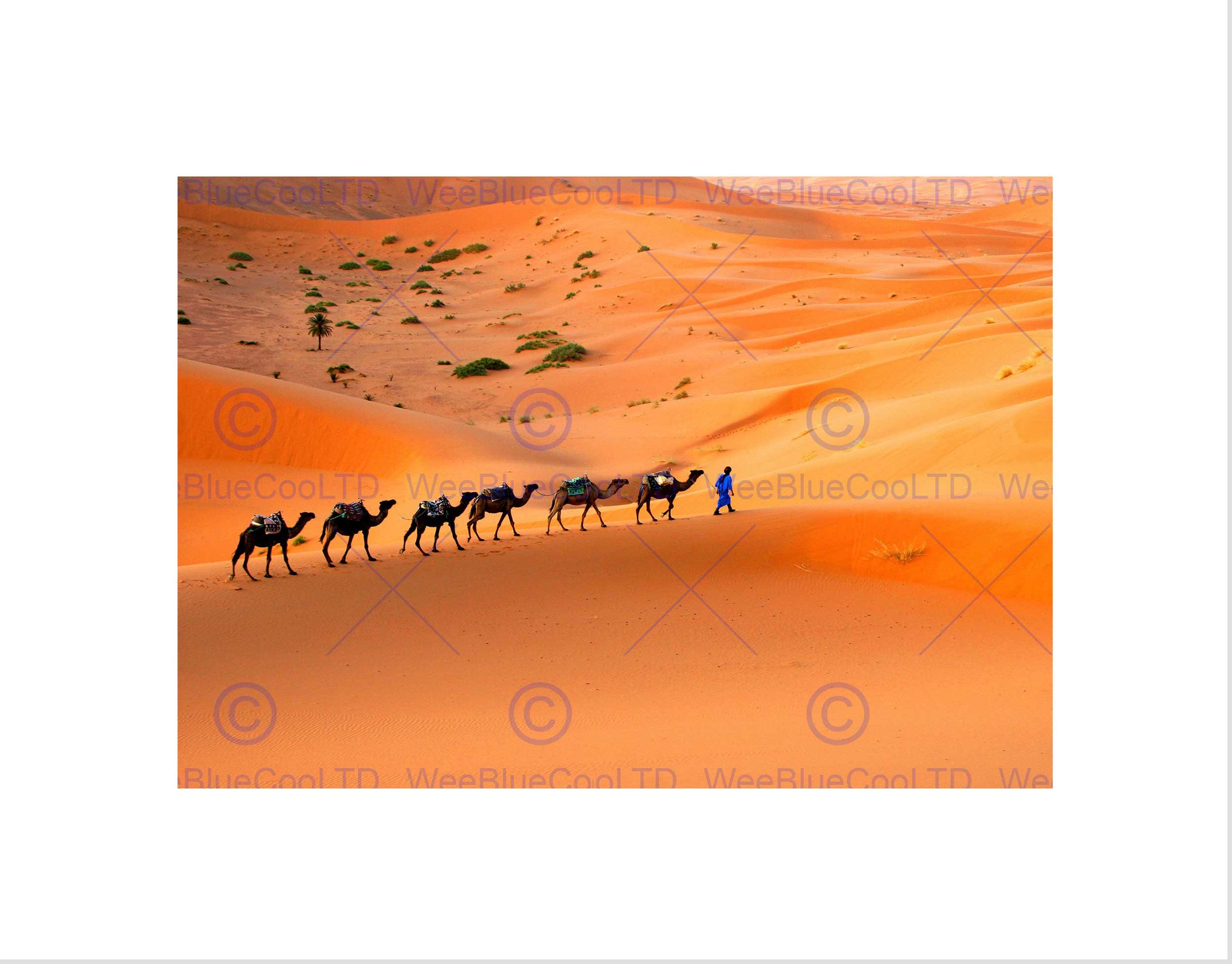 Wee Blue Coo Camel Caravan Train Desert Sand Nomad Picture Wall Art Print