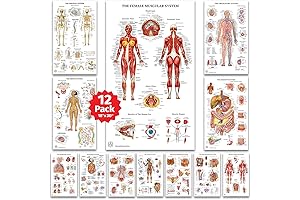12 Human Anatomy Posters for Detailed Body Understanding