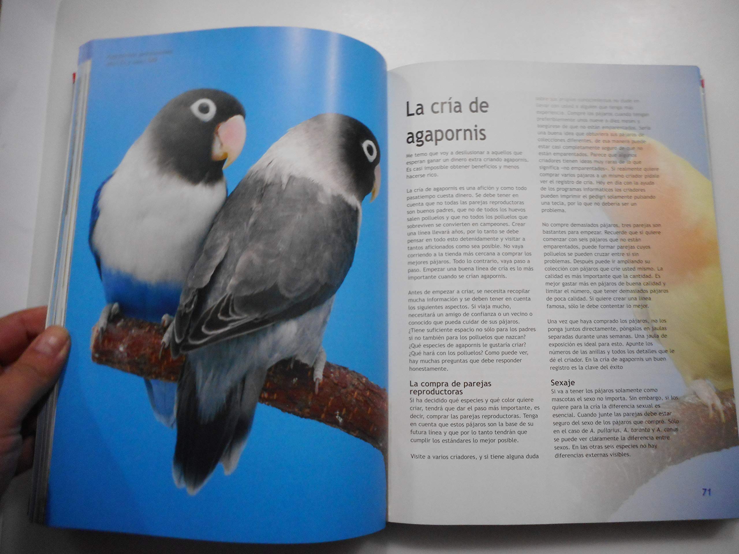 Agapornis / Lovebird