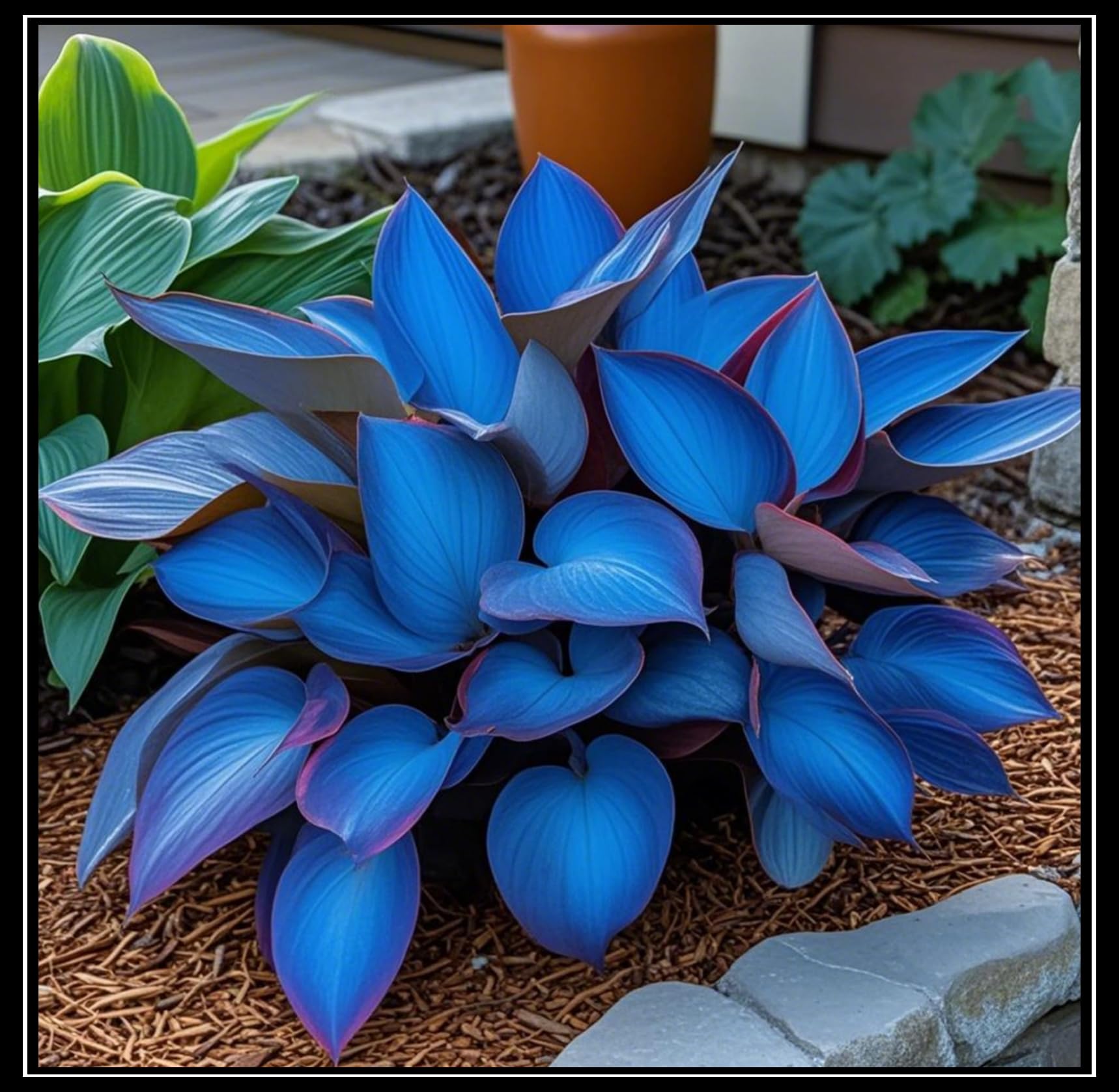 Hosta Bulbs Live, Hosta Plants for Sale, Perennial, Easy Plant, Ornamental Flowers, Wedding Flowers, Bulbs Mix, 10bulbs-i