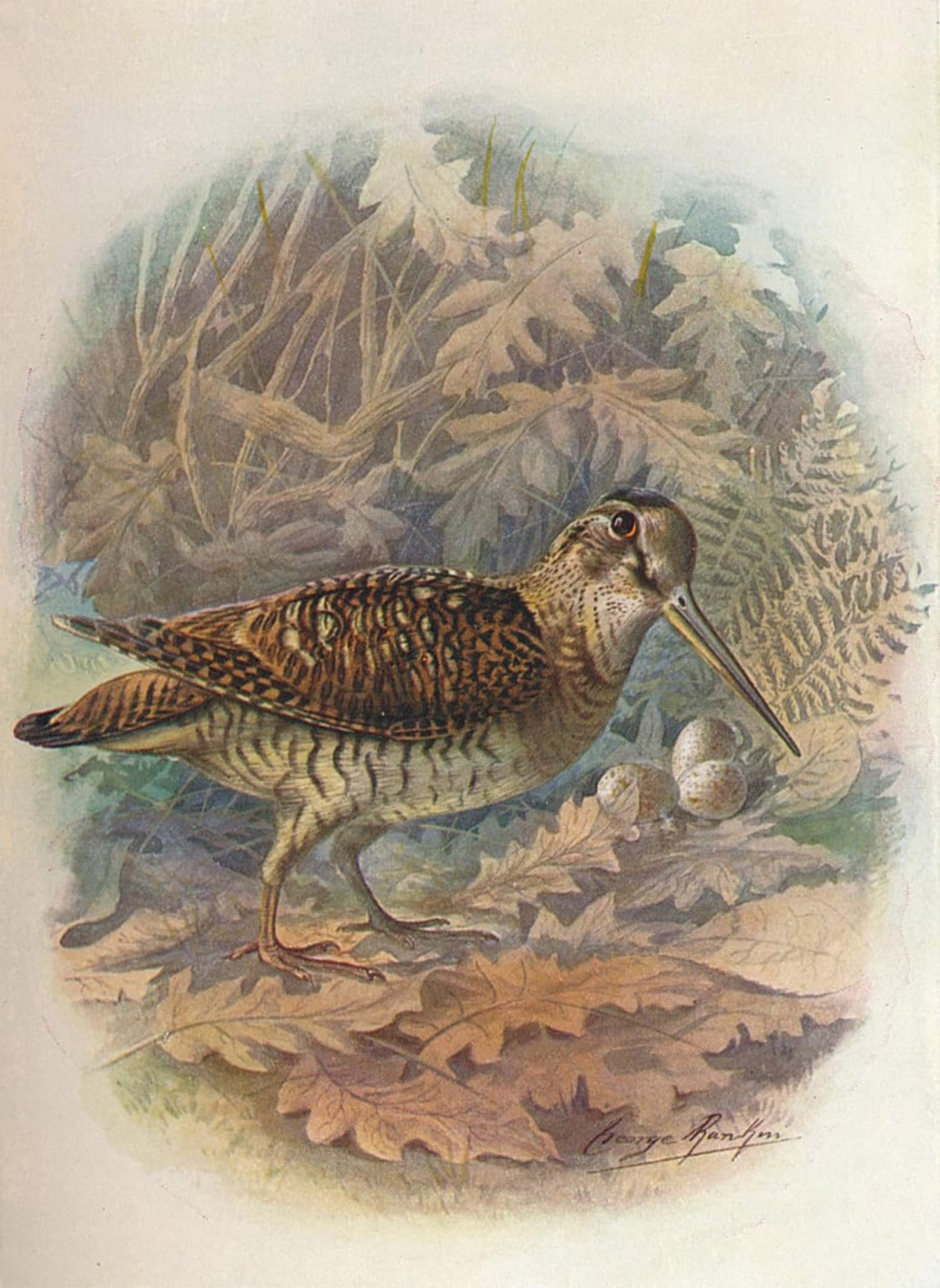 SERENDIPITP Retro Picture Poster Wall Art Pictures Painting Woodcock Scolopax Rusticula by George Rankin Wall Art Canvas Print for Wall Decor 60x90cm