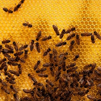 Stoney Acres Beekeeping Medium Nuc Box, Assembled Super or Brood Box for 5 Frame Honeybee Hives, Amish Made