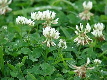 White Clover Seed by Eretz - Premium Willamette Valley, Oregon Grown Non-GMO Seeds, No Coatings, No Weed Seeds (1lb)