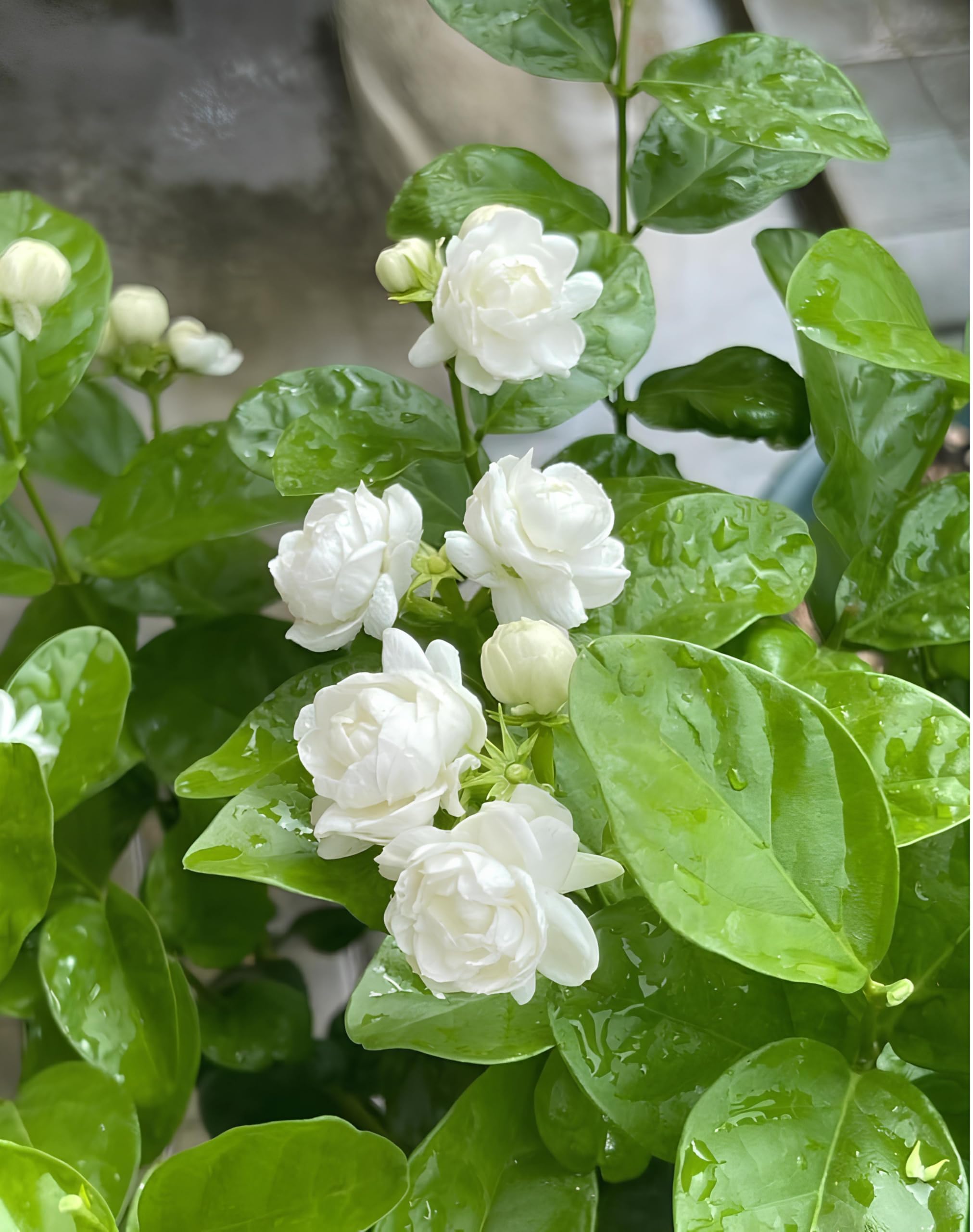 GROWONIA Charming Gronhus Live White Mogra/Jasminum sambac/Arabian Jasmine Flower Plant Evergreen Live Plant (Not Inclined Pot Pack Of 1) (B0D8VZ5XJK) Amazon Price History, Amazon Price Tracker